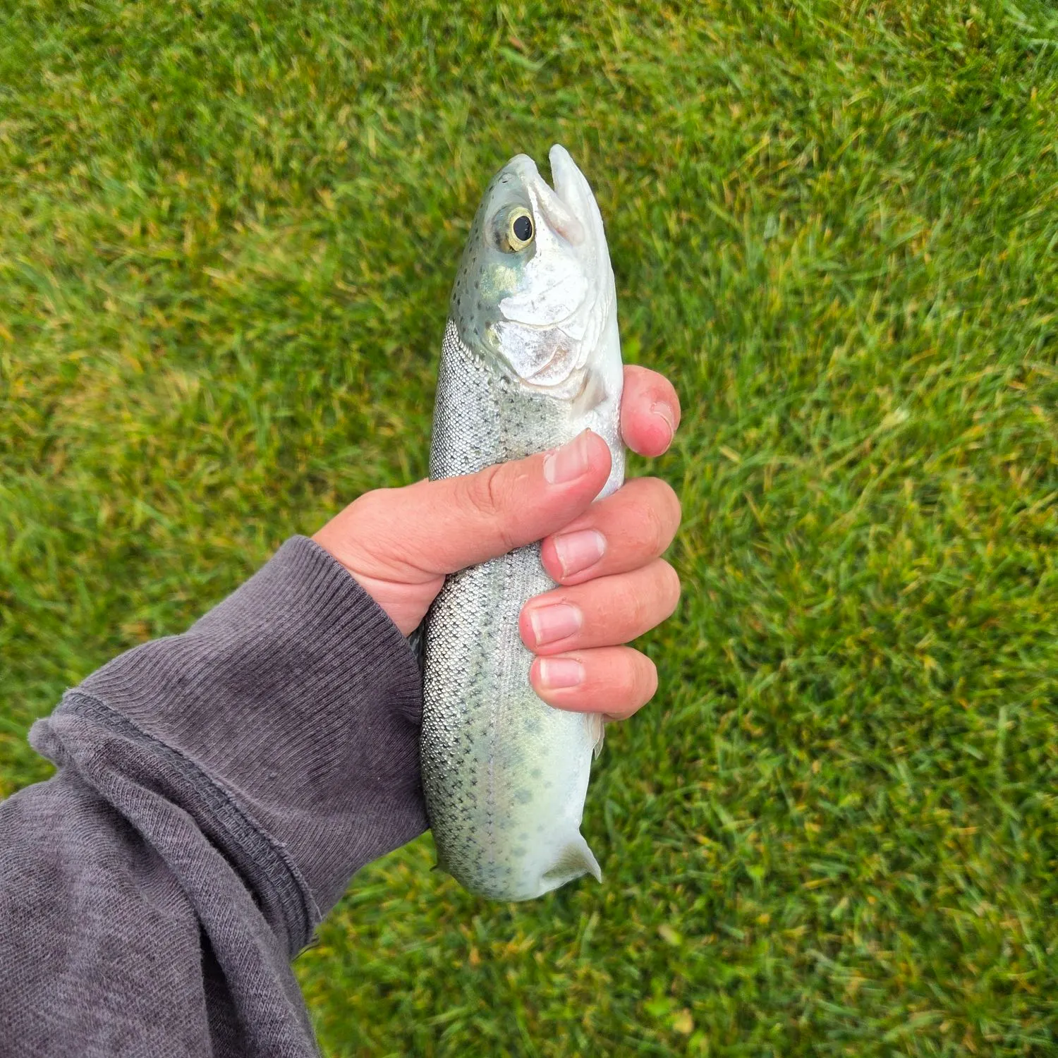 Rainbow trout caught on Fishbrain