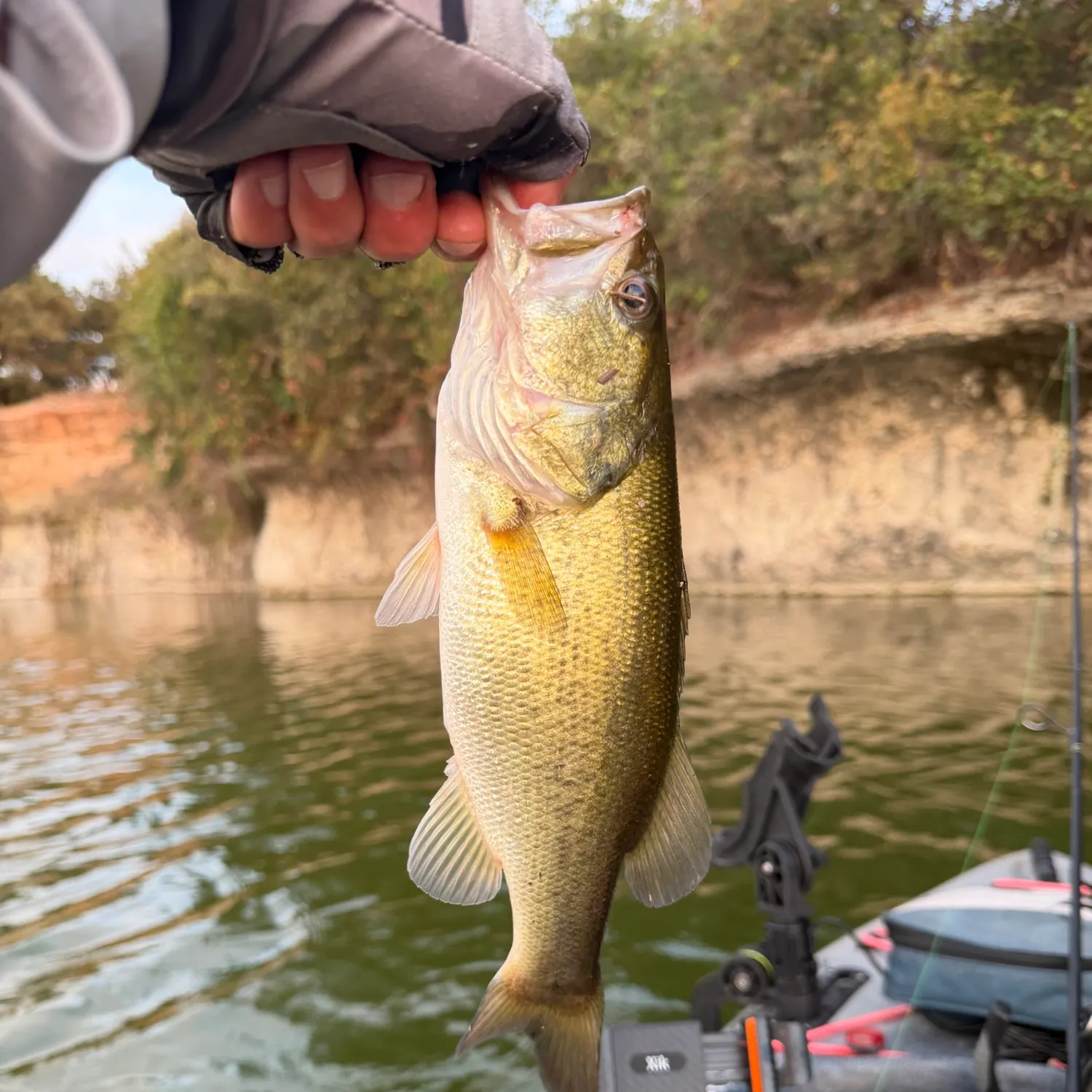 Largemouth bass caught on Fishbrain