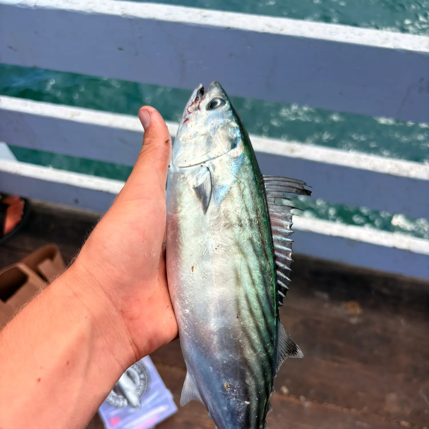 Pacific bonito caught on Fishbrain