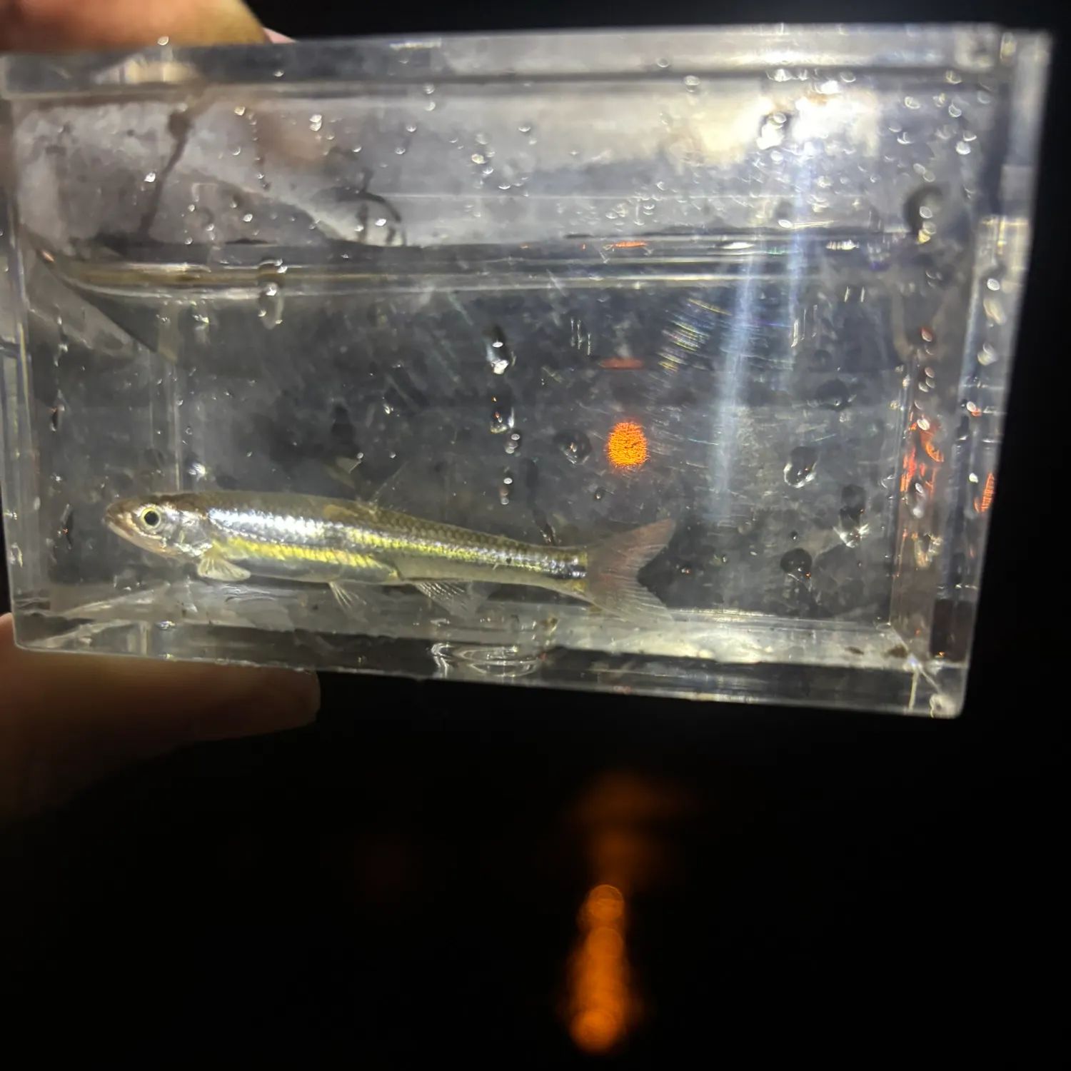 The most recent Silver shiner catches on Fishbrain