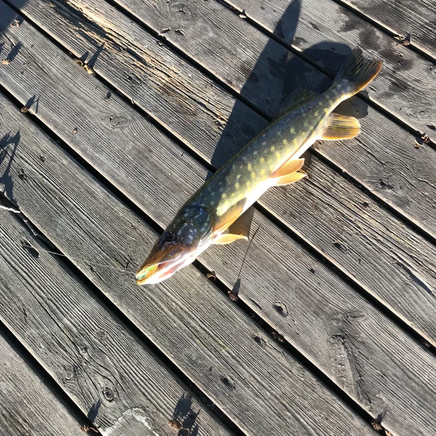 recently logged catches