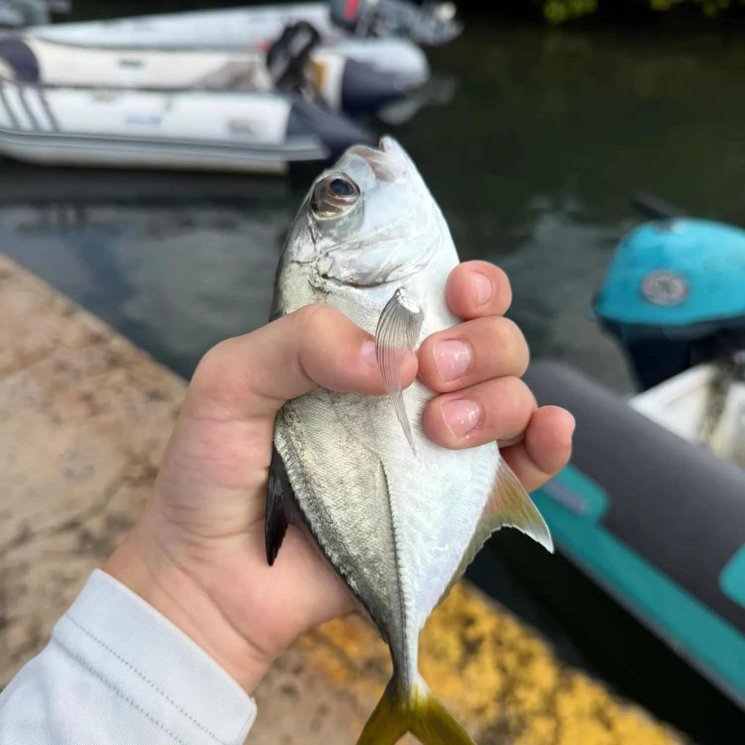 The most recent Blue runner catches on Fishbrain