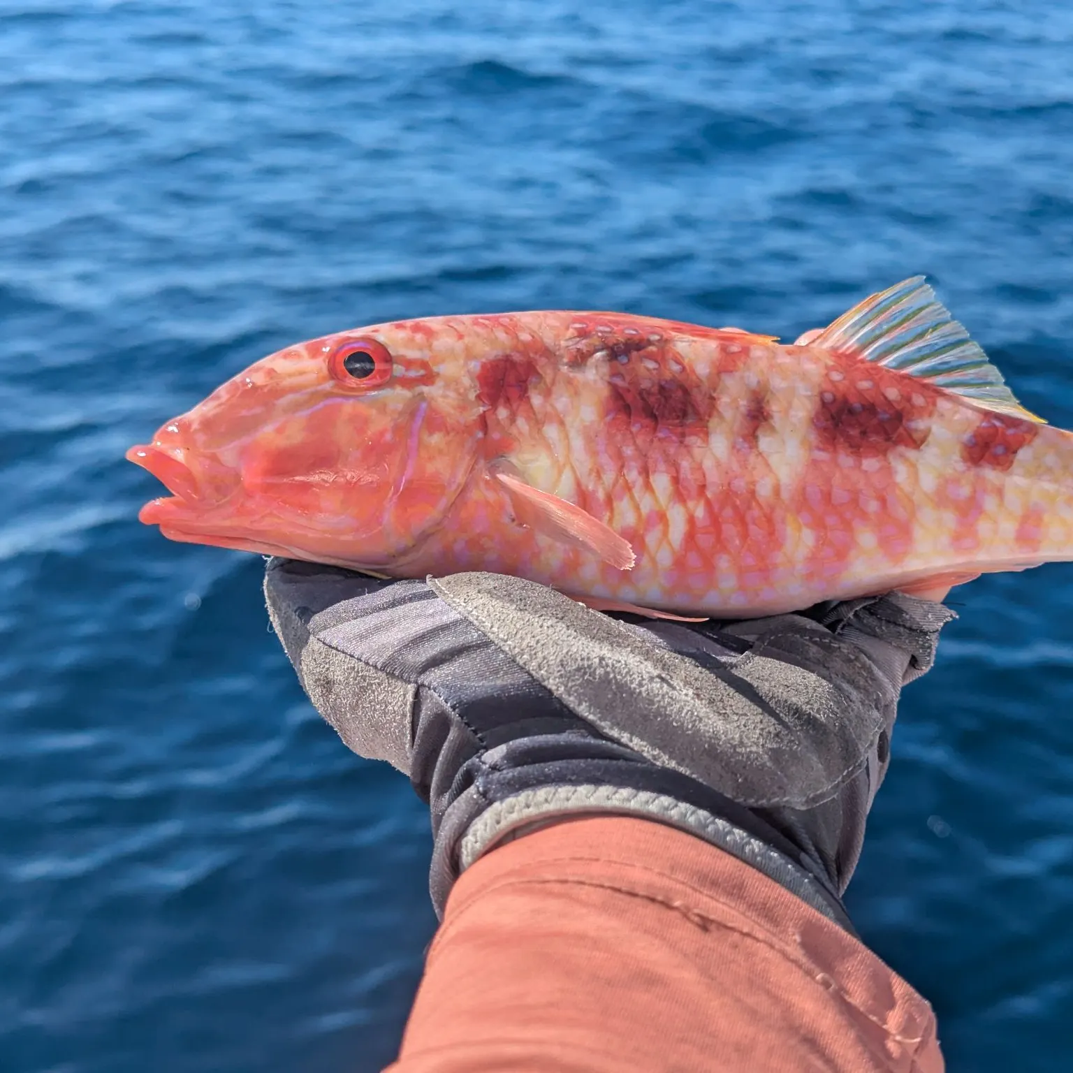 The most recent Spotted goatfish catches on Fishbrain