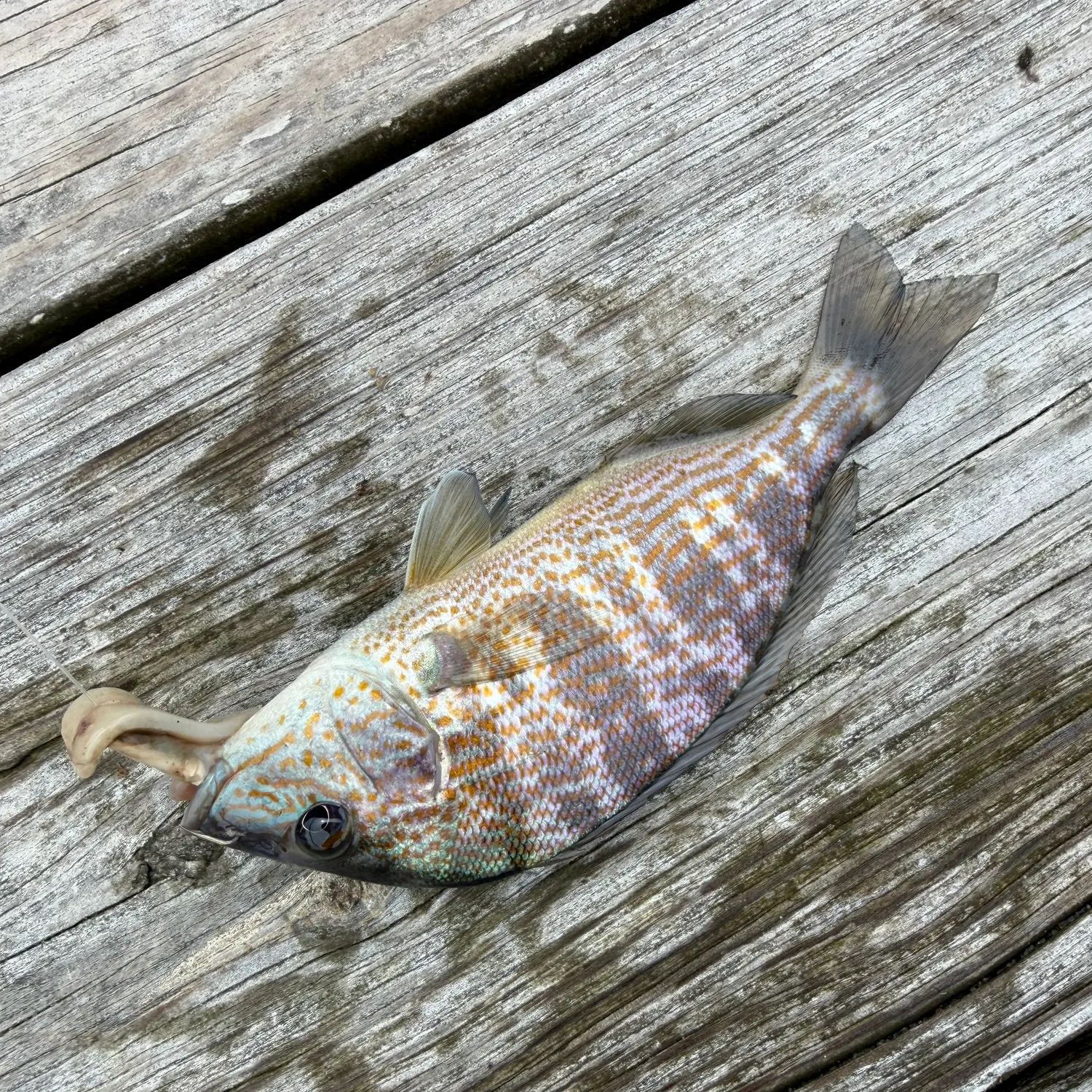 Pigfish caught on Fishbrain