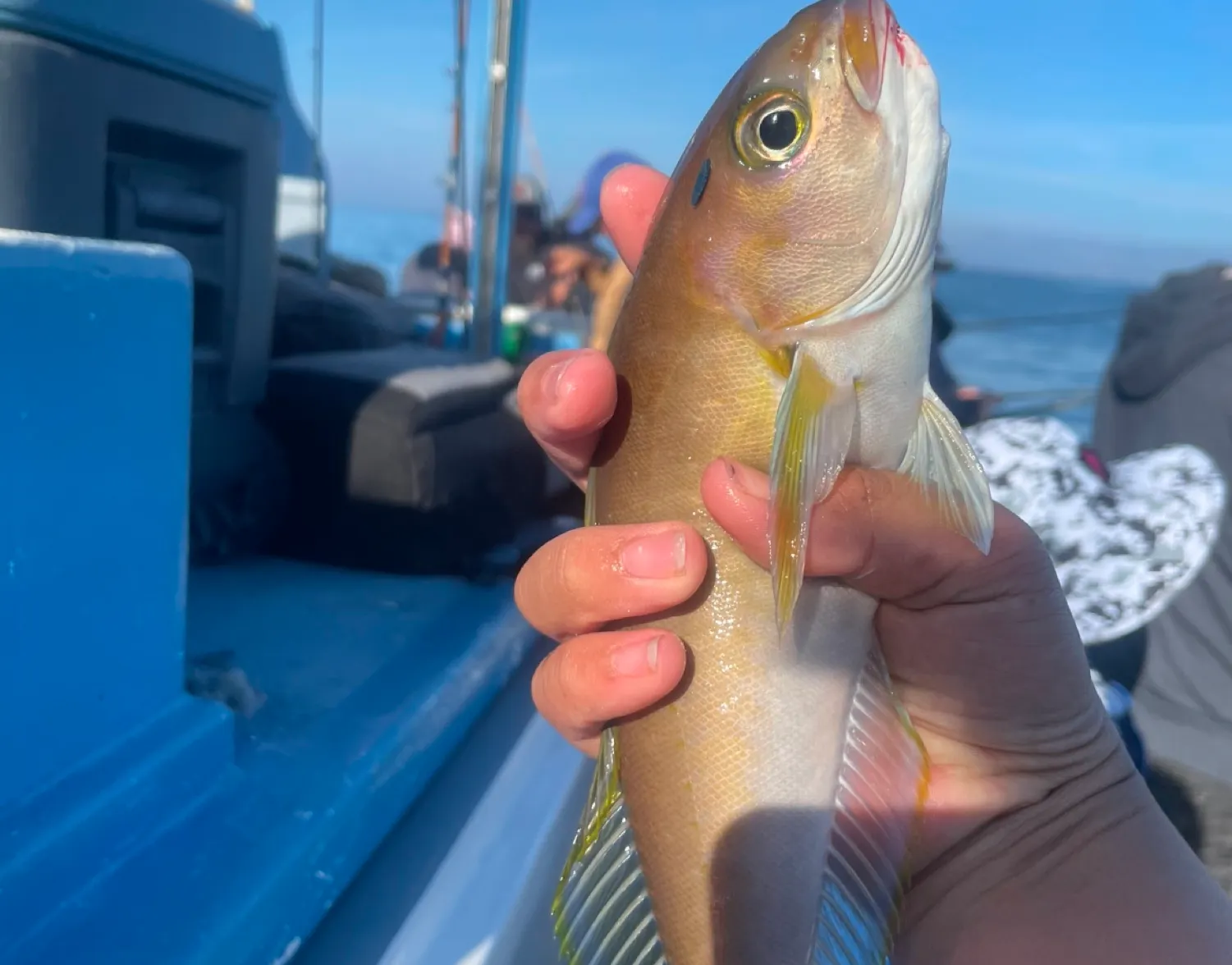 Ocean whitefish