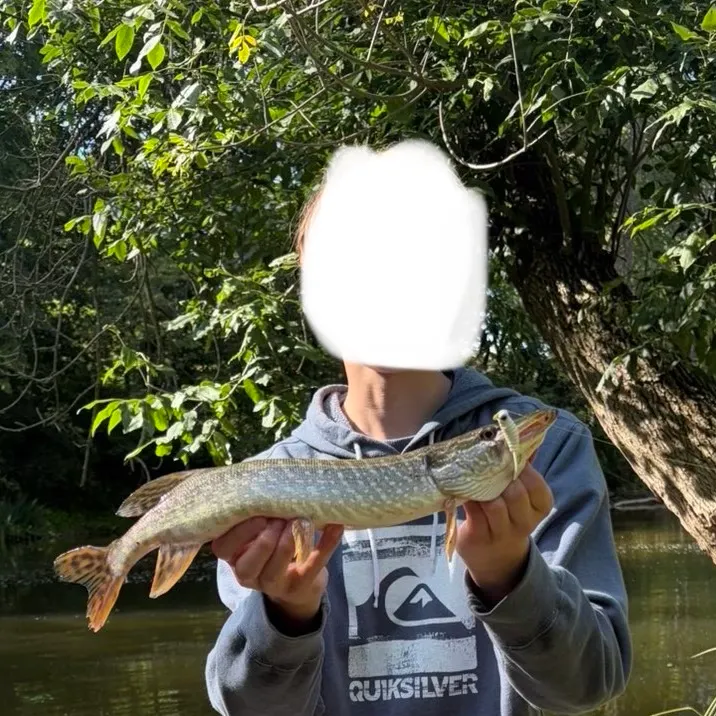 Northern pike caught on Fishbrain