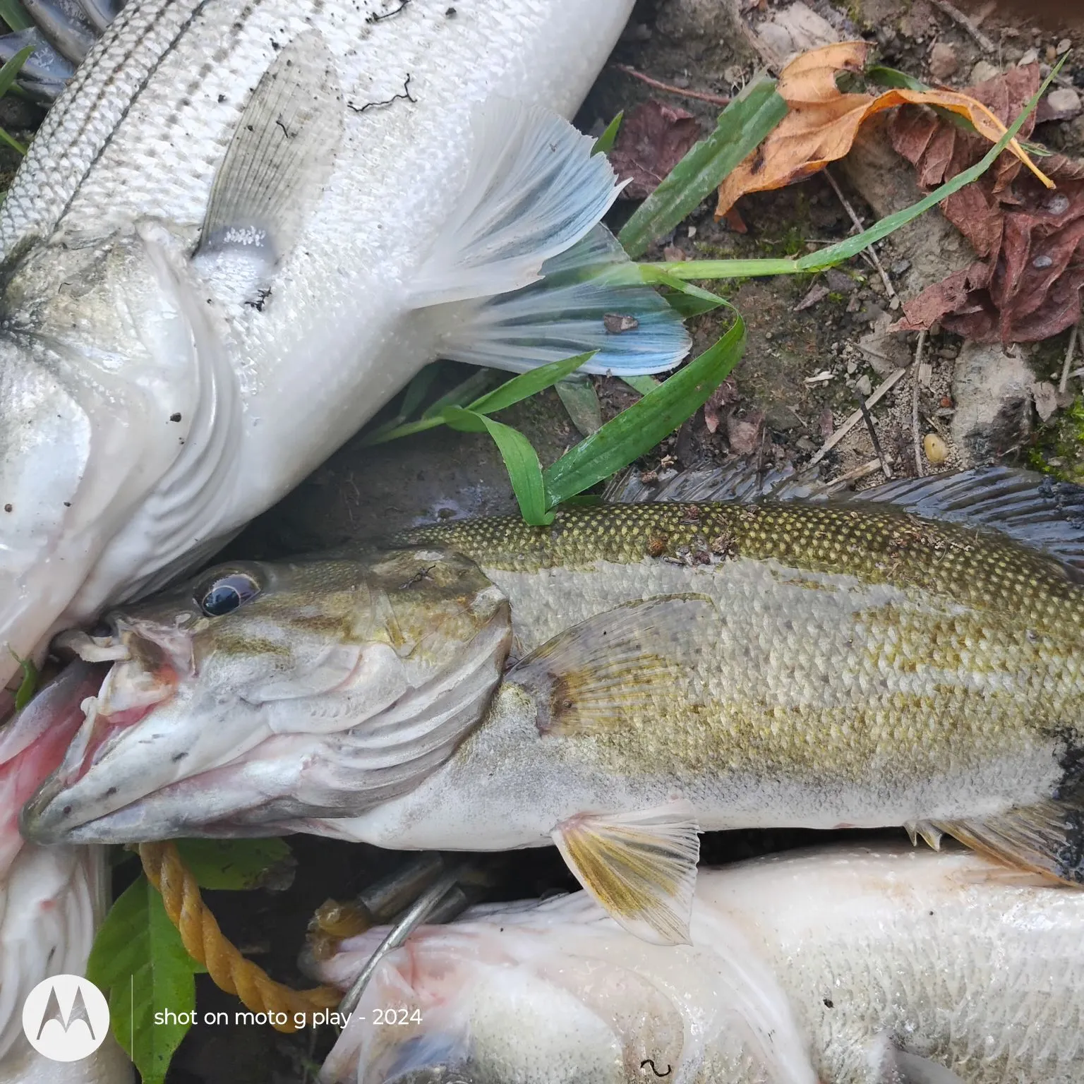 recently logged catches