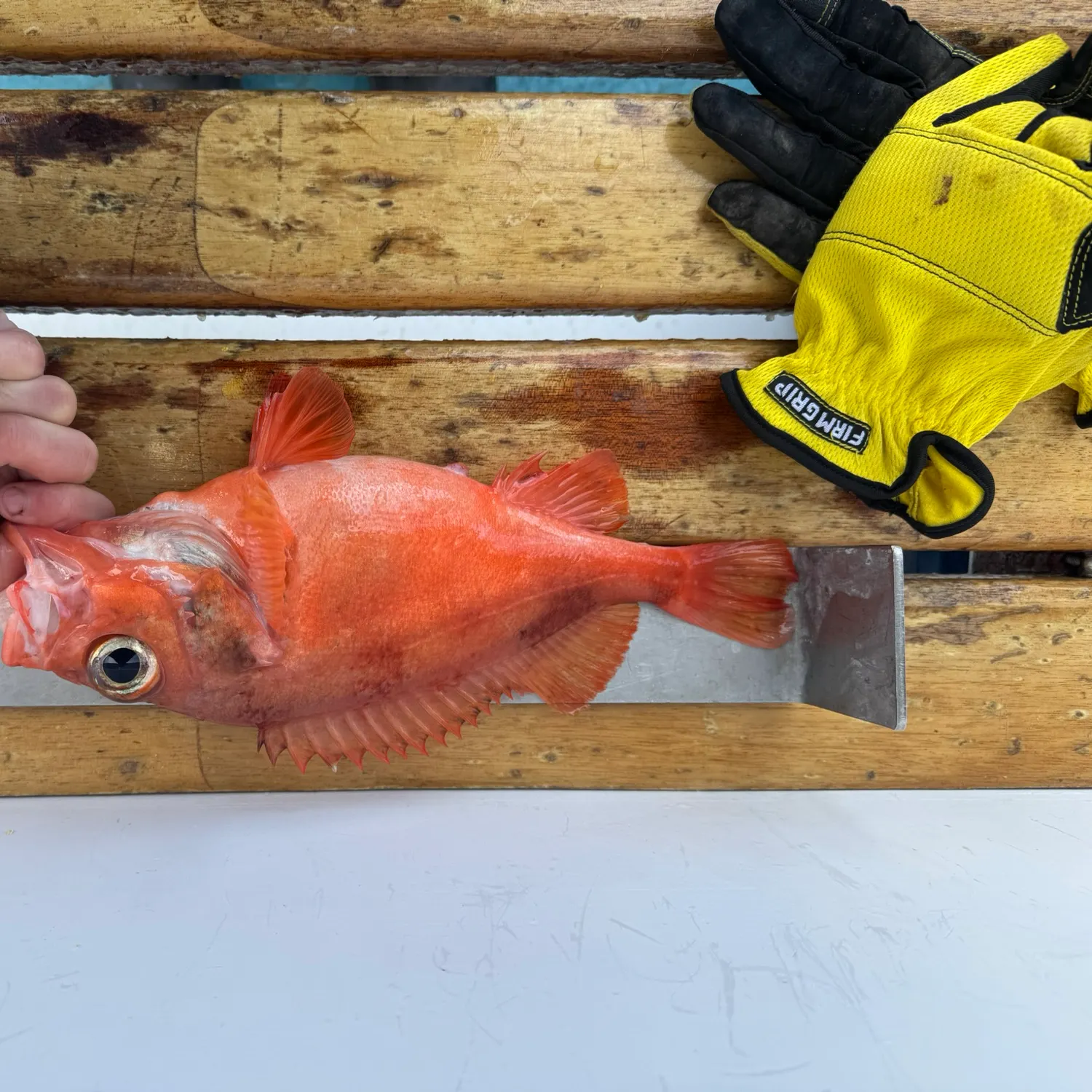 The most recent Acadian Redfish catches on Fishbrain