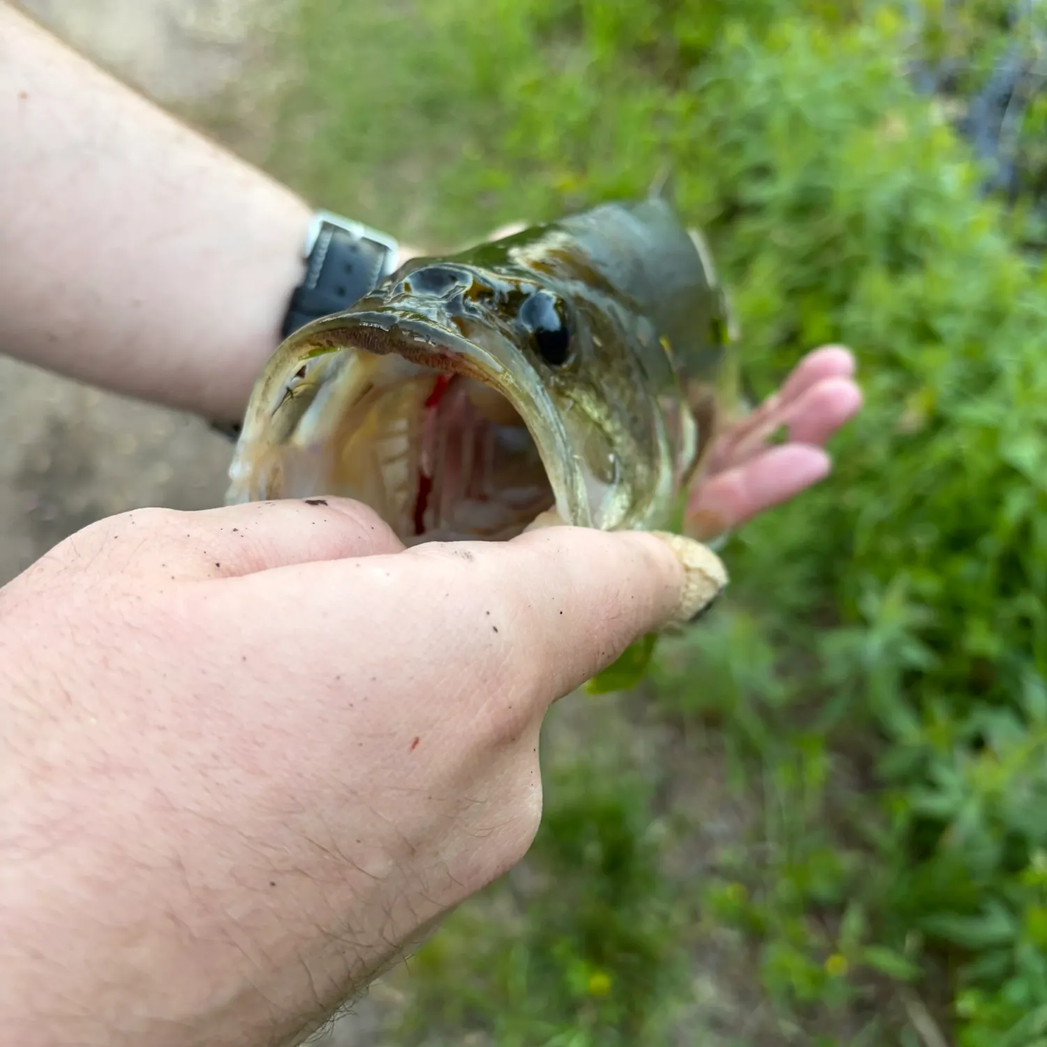 catch