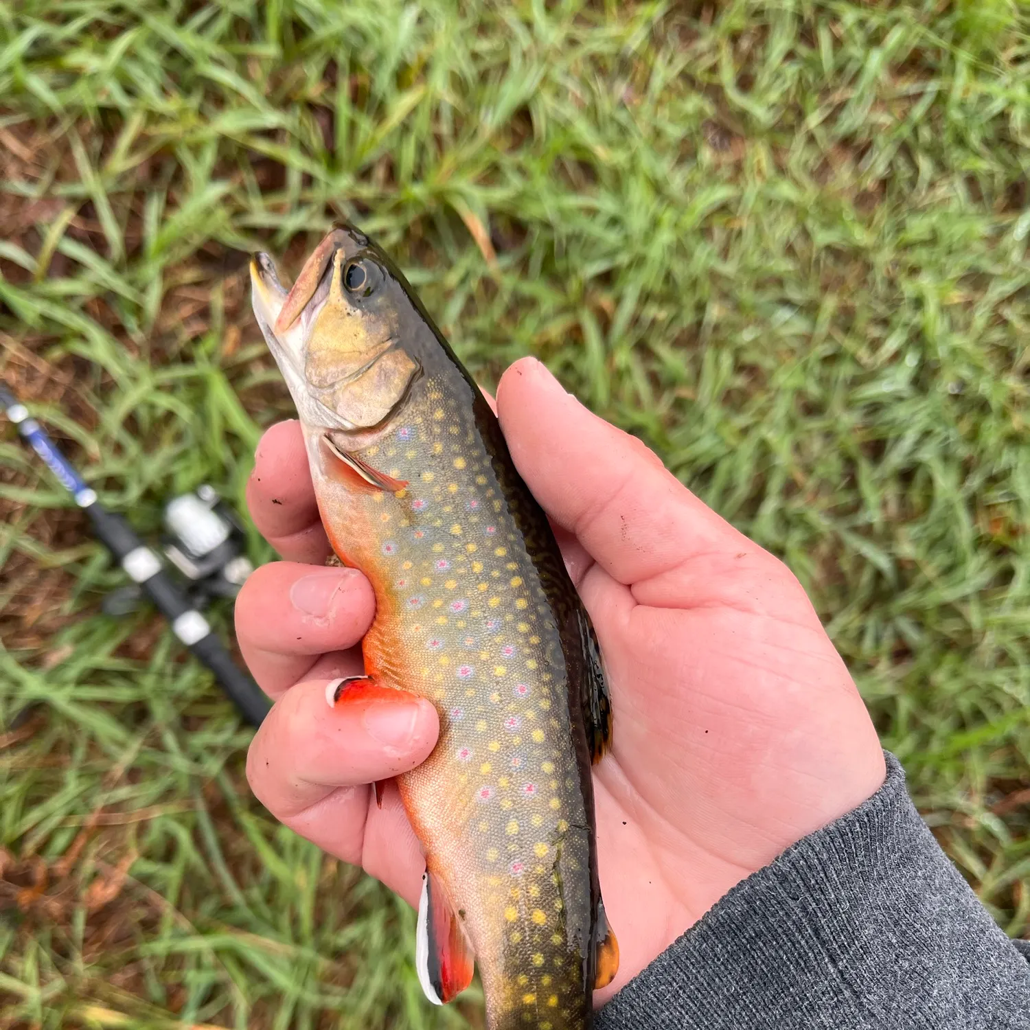 Brook trout caught on Fishbrain