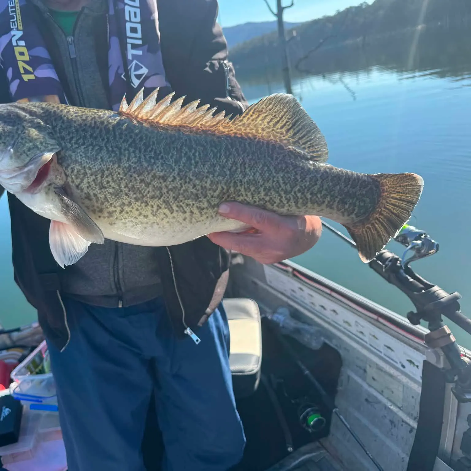The most recent Murray cod catches on Fishbrain