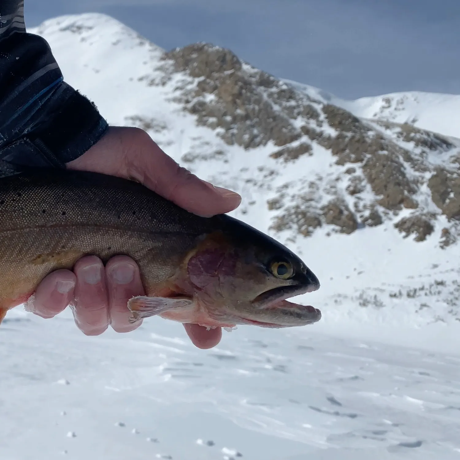 The most recent Greenback cutthroat trout catches on Fishbrain