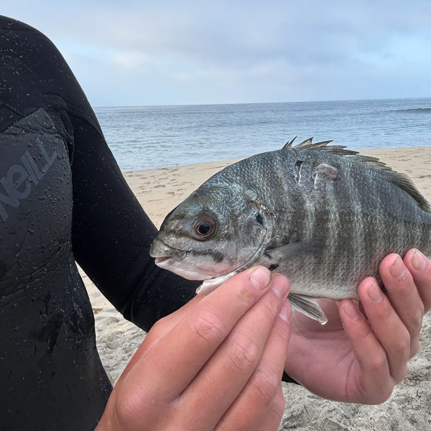 The most recent Zebra-perch sea chub catches on Fishbrain