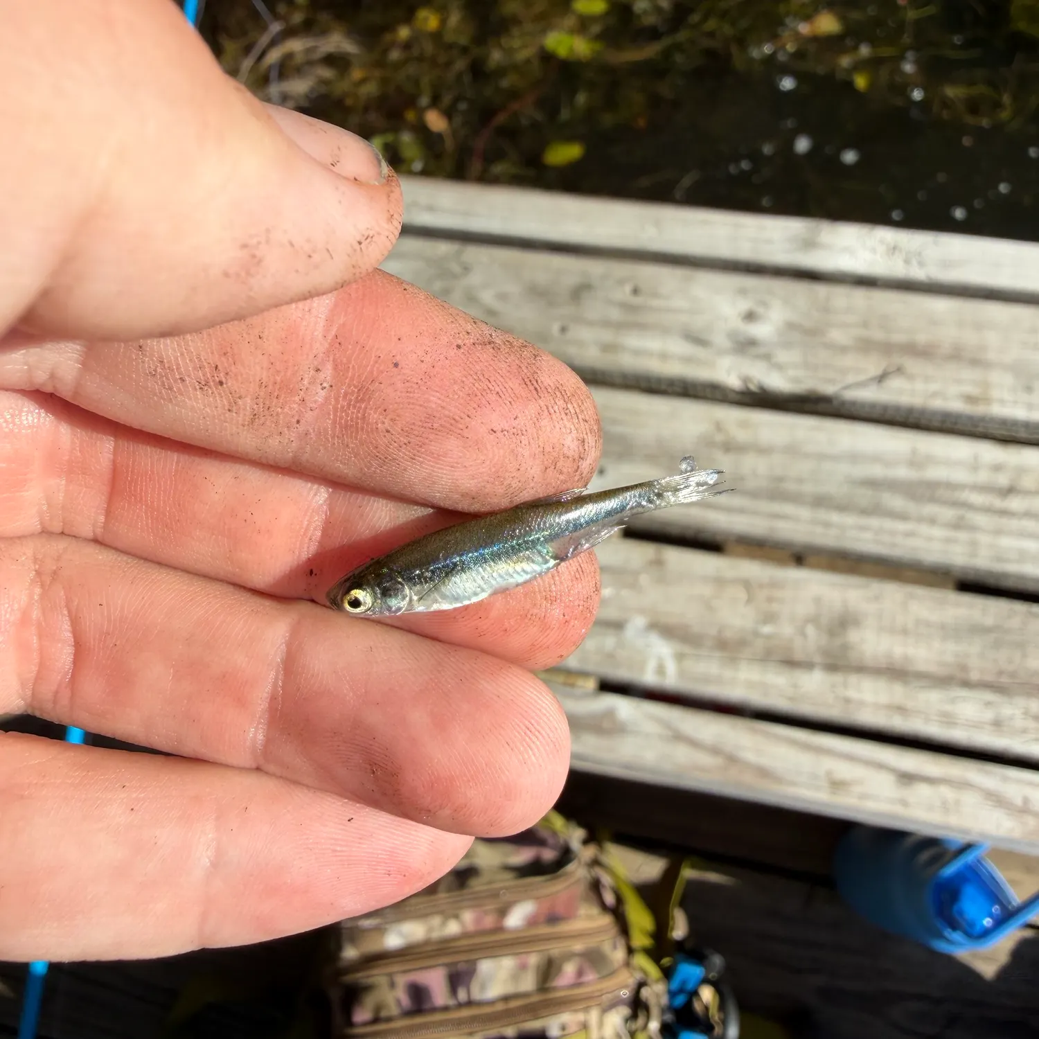 The most recent Fathead minnow catches on Fishbrain