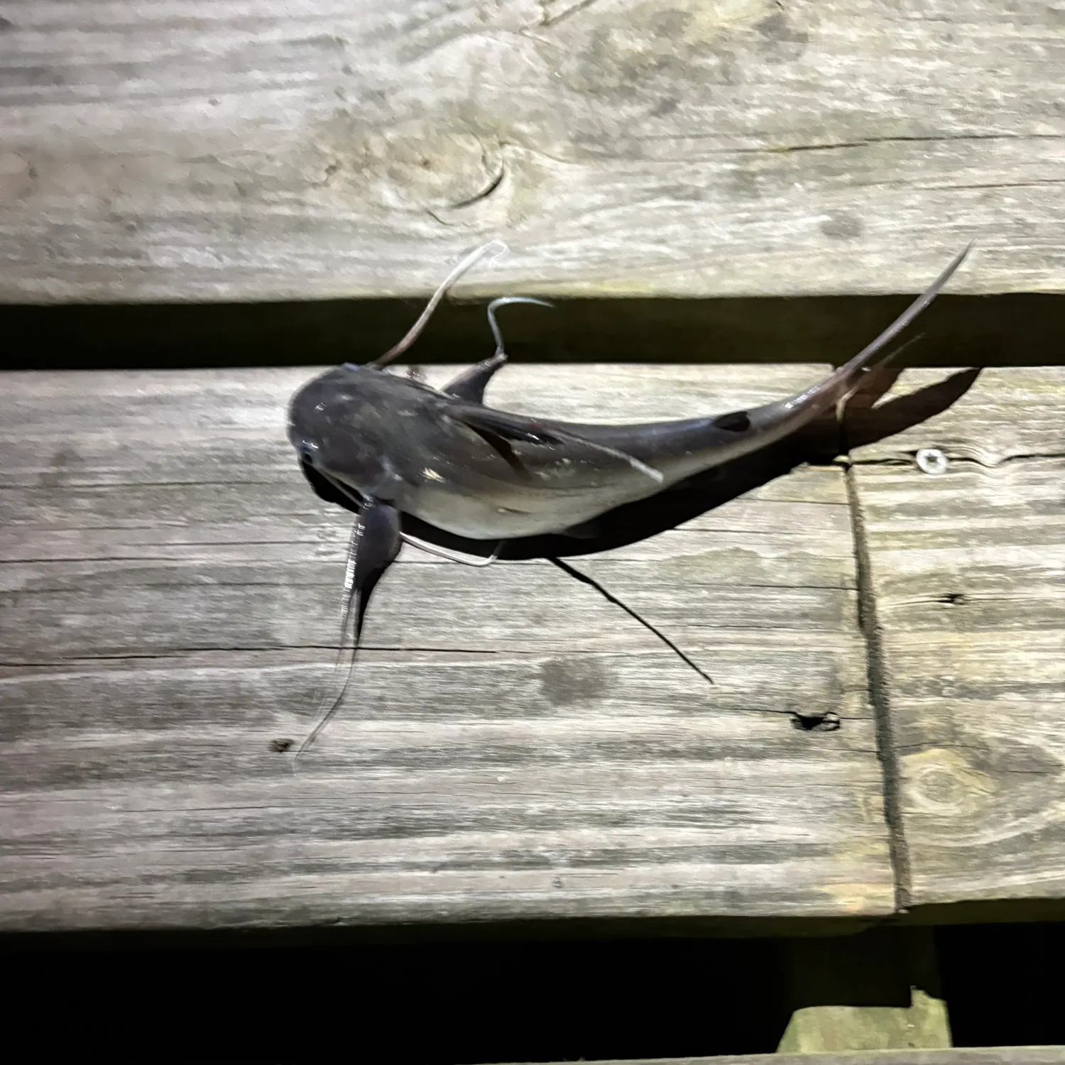 Gafftopsail sea catfish caught on Fishbrain