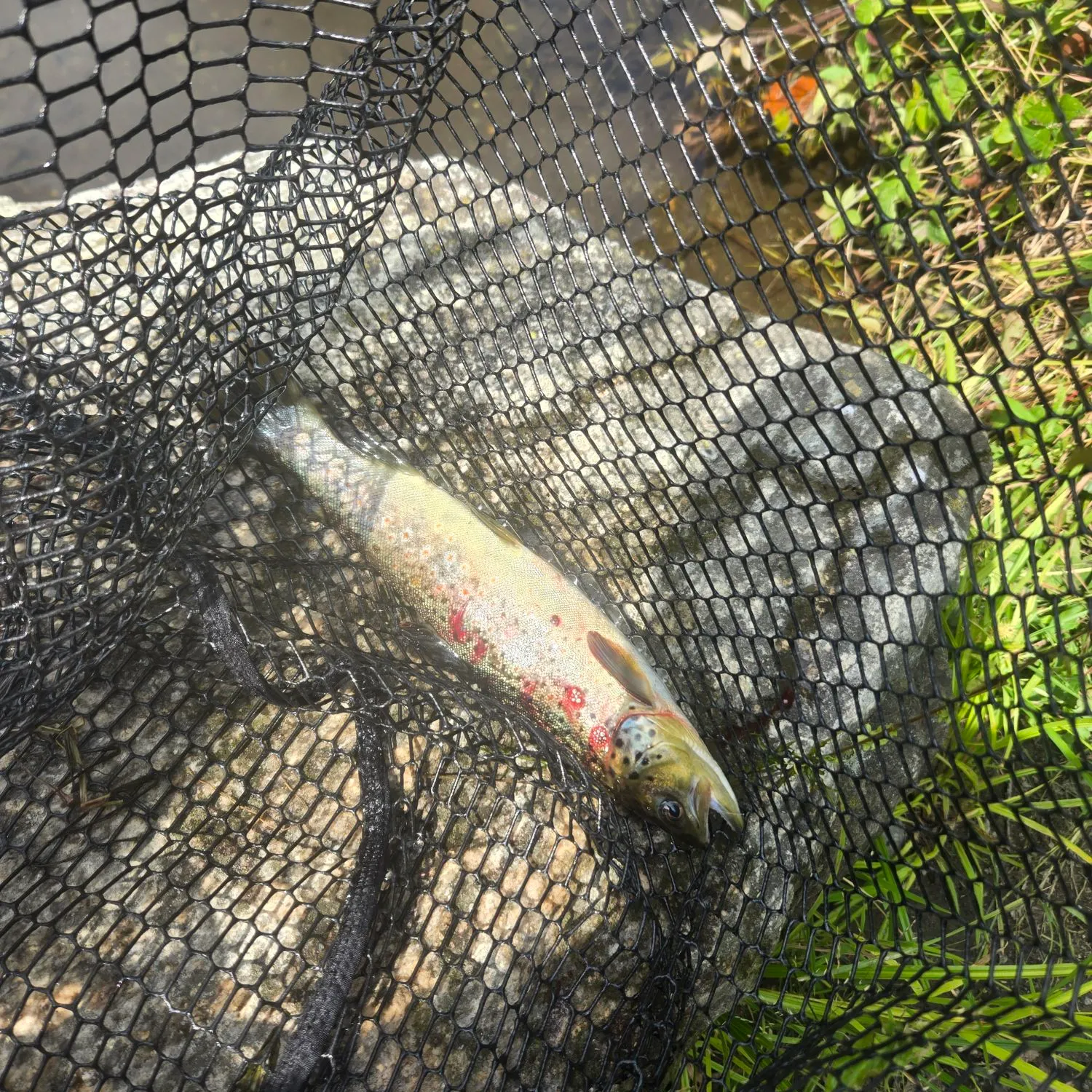 The most recent Lake trout catches on Fishbrain