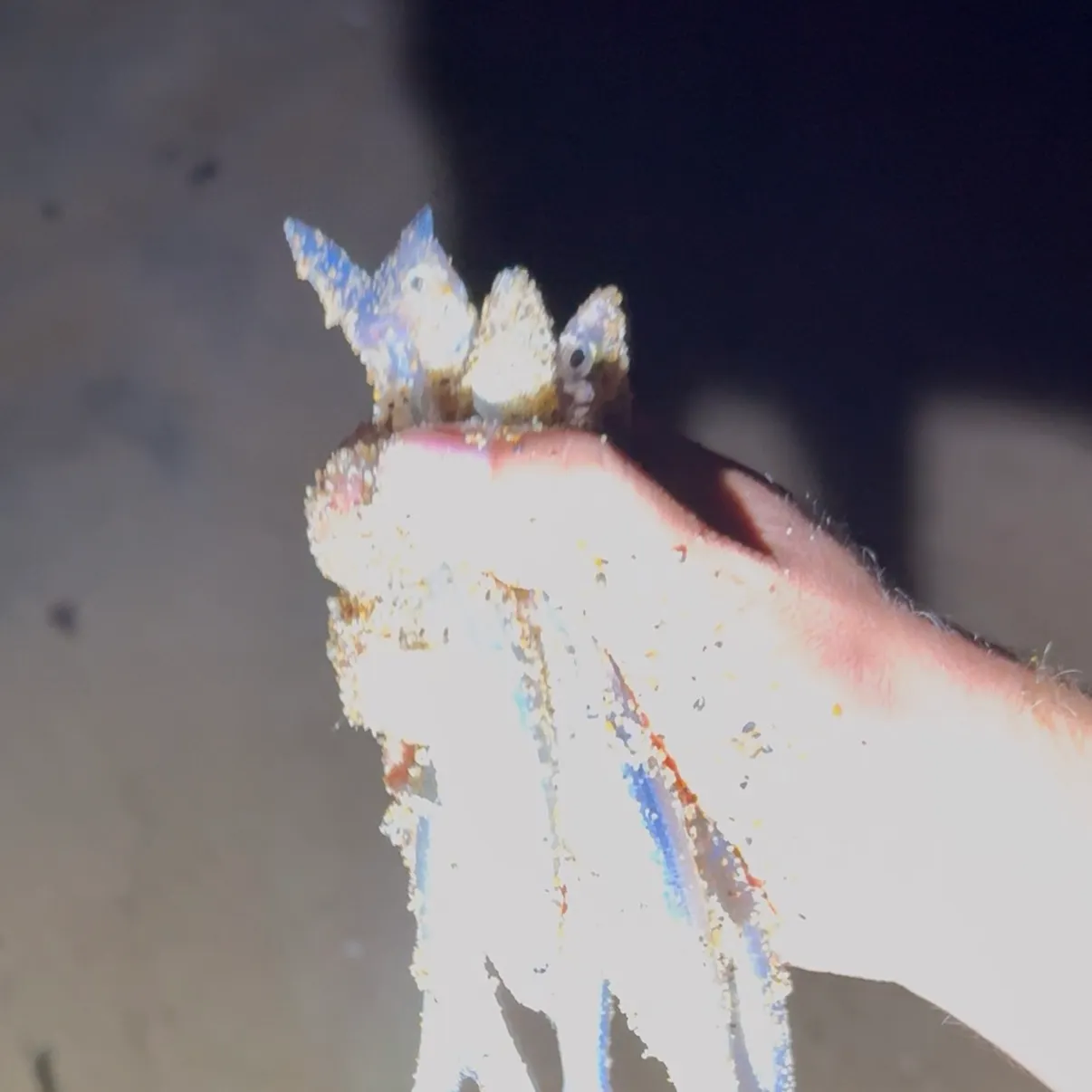 The most recent California grunion catches on Fishbrain