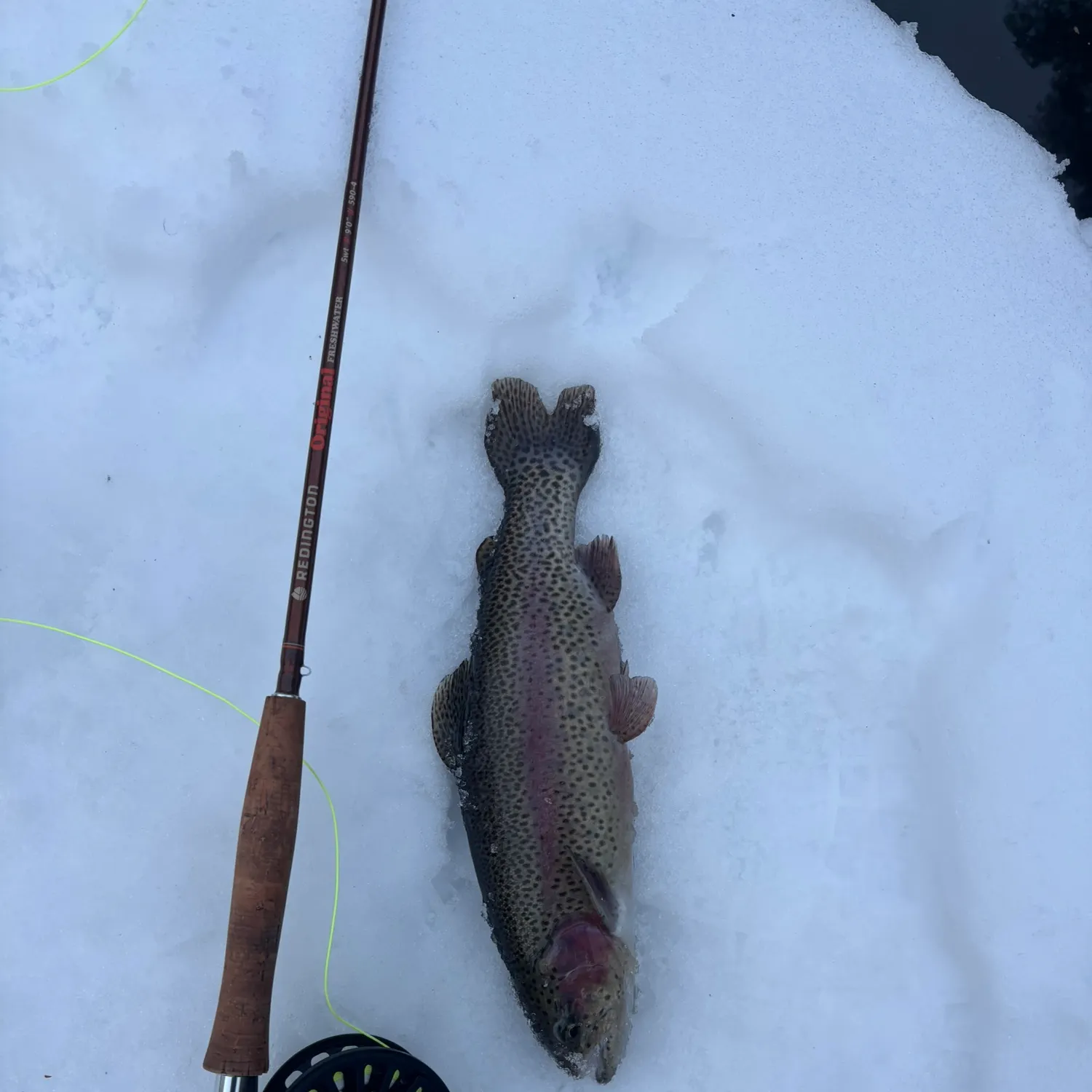 The most recent Rainbow trout catches on Fishbrain