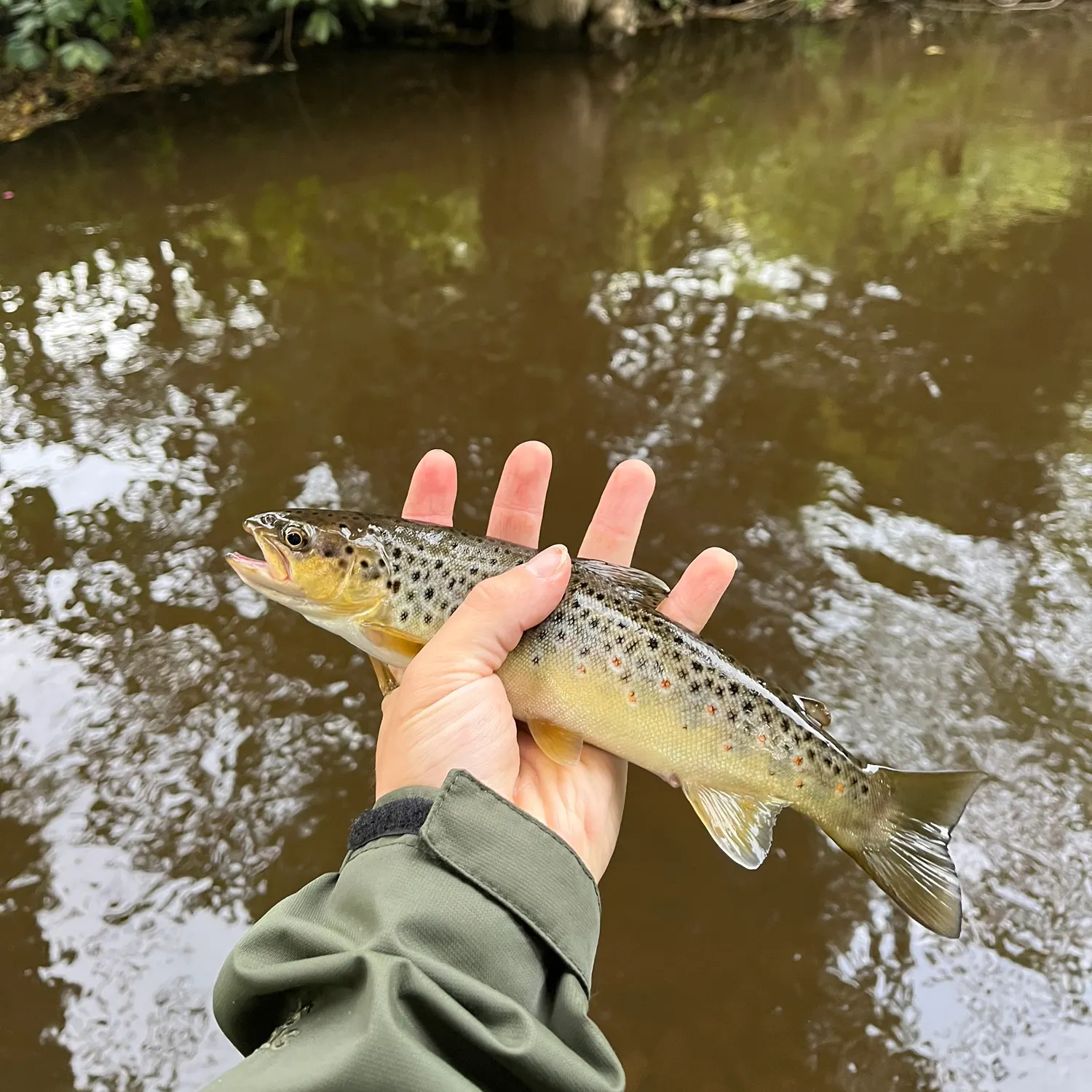 Brown trout caught on Fishbrain