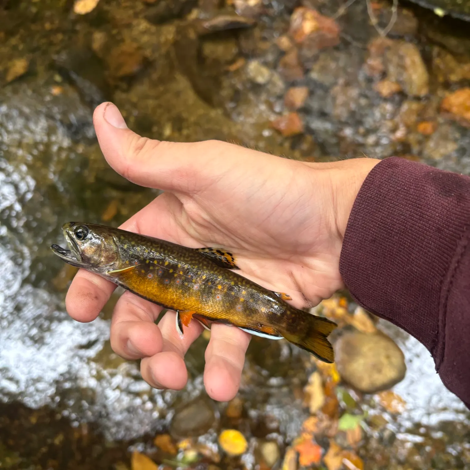 Brook trout caught on Fishbrain