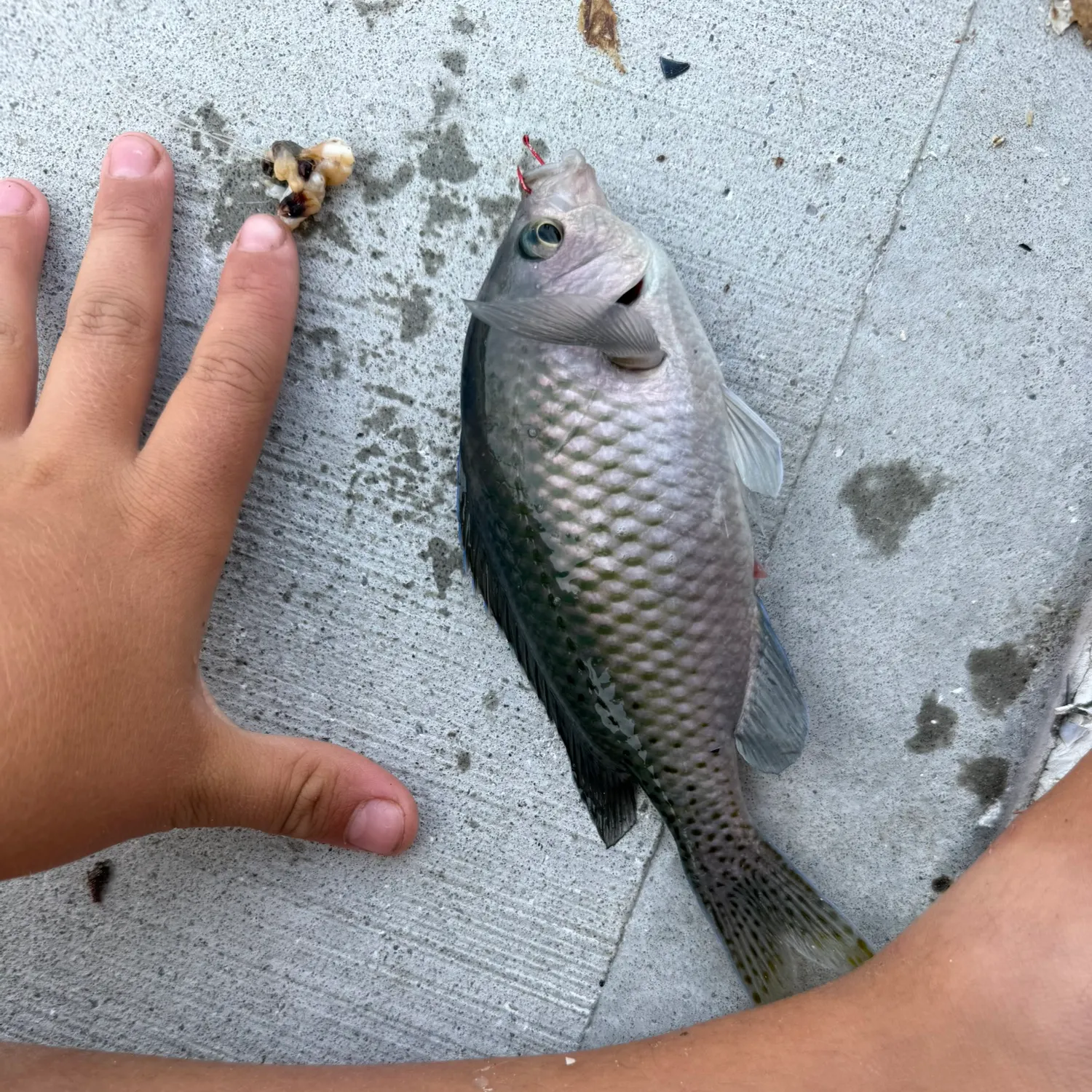 The most recent Blacksmith catches on Fishbrain