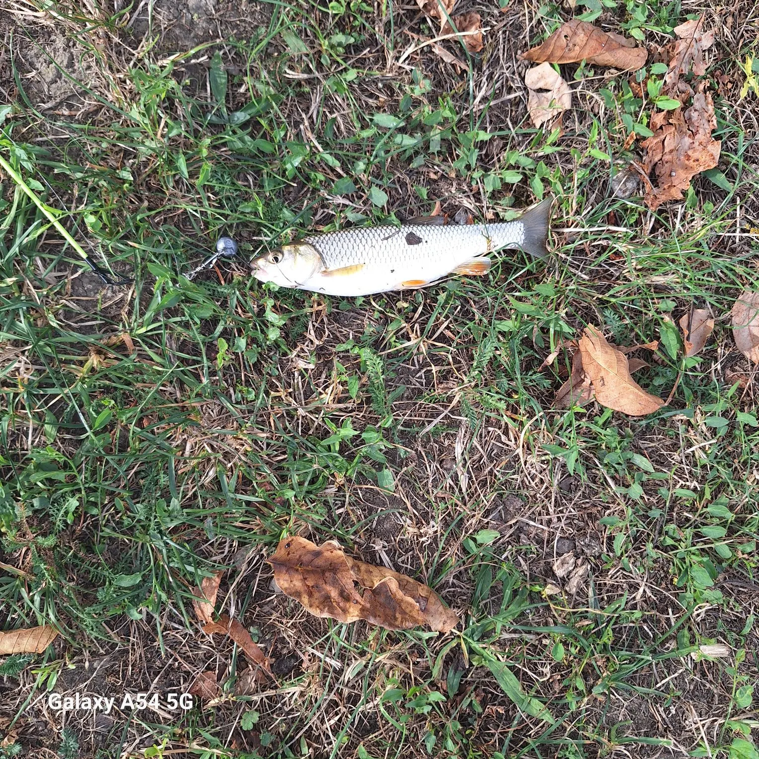 Fish caught on Fishbrain