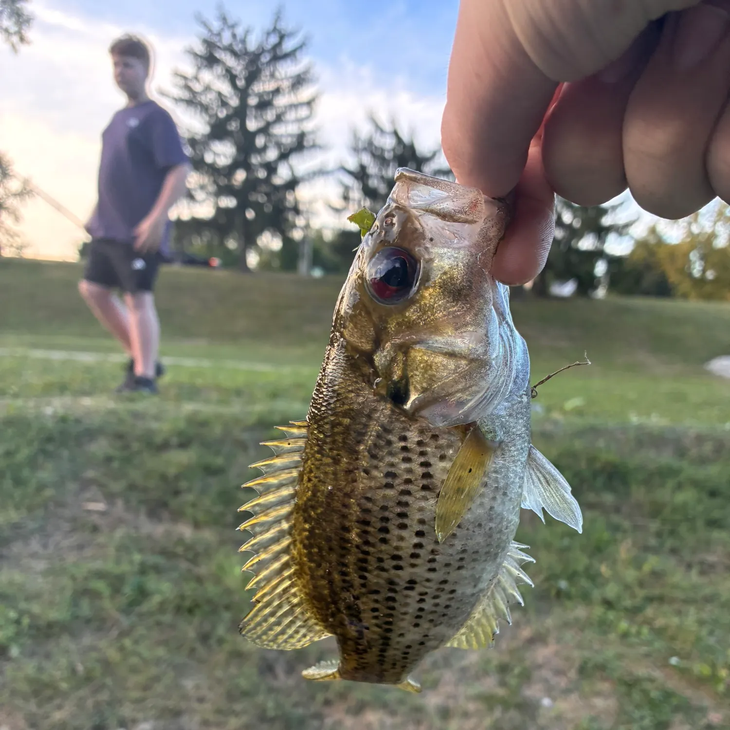 Rock bass caught on Fishbrain