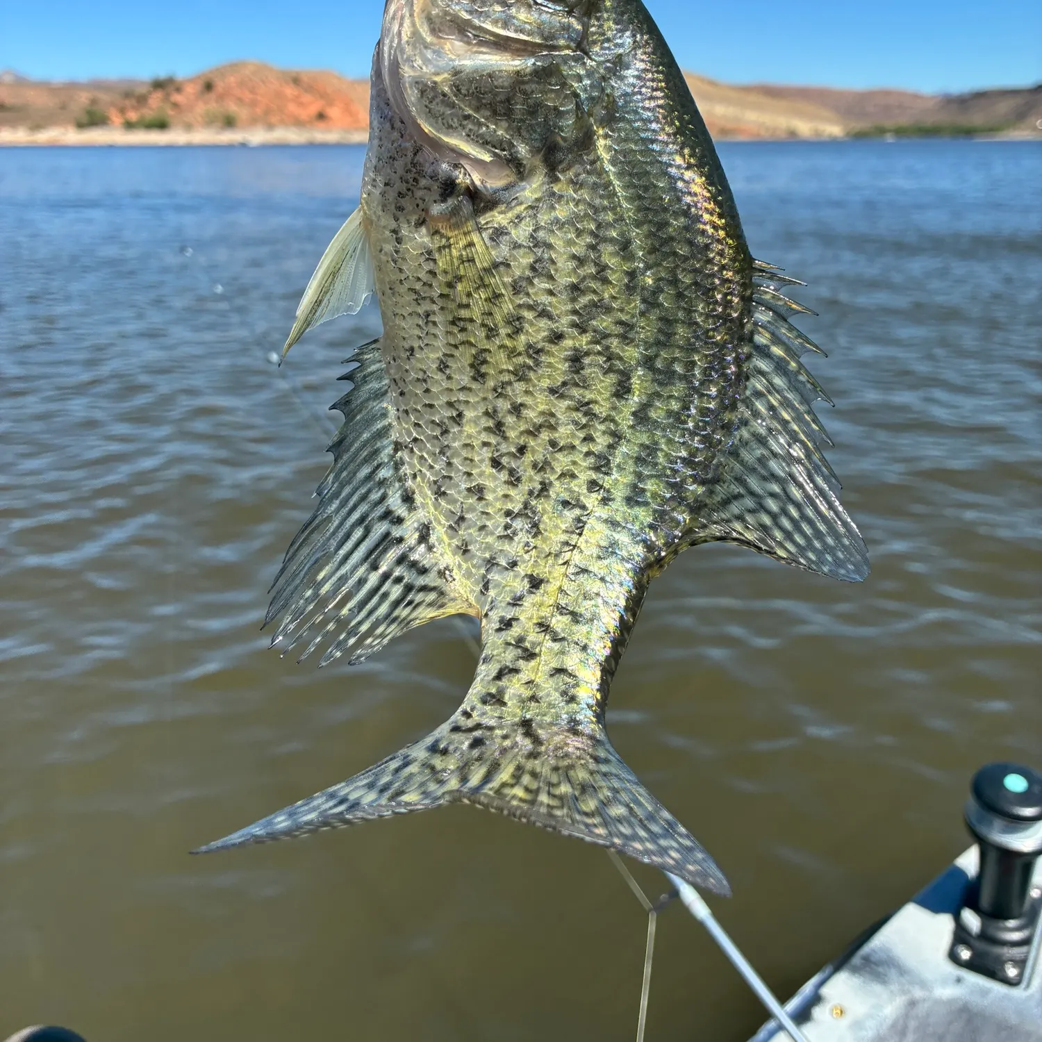 Black crappie caught on Fishbrain
