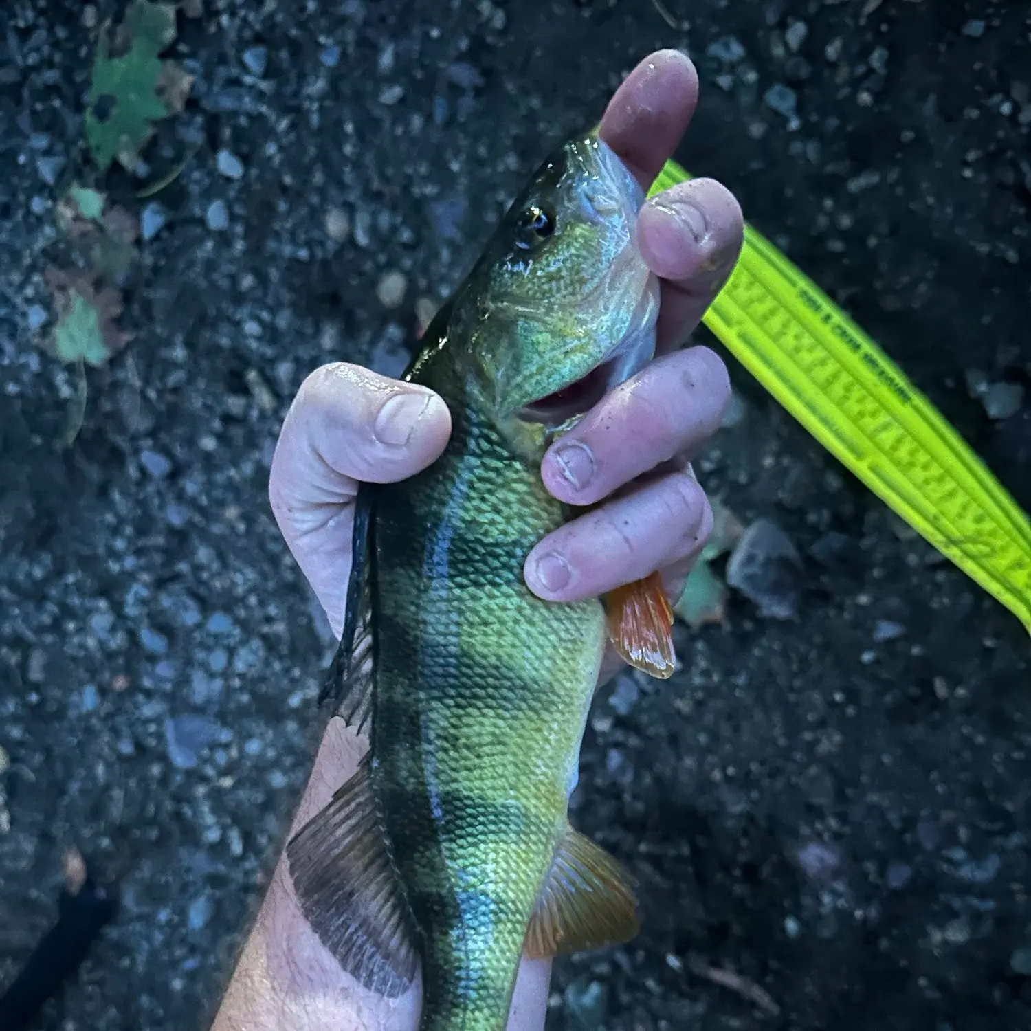 Yellow perch caught on Fishbrain