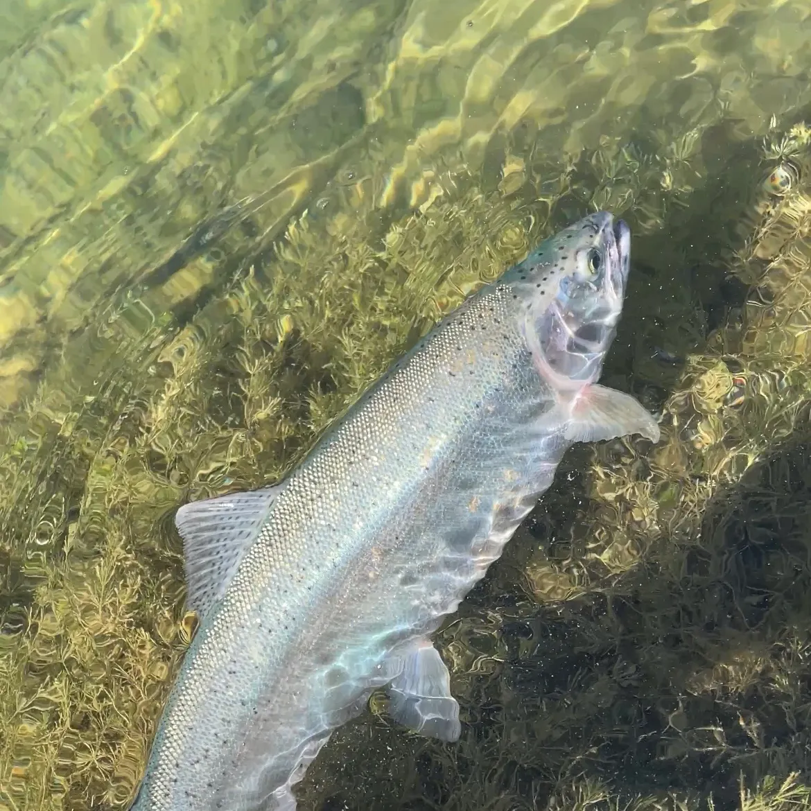 The most recent Coastal rainbow trout catches on Fishbrain