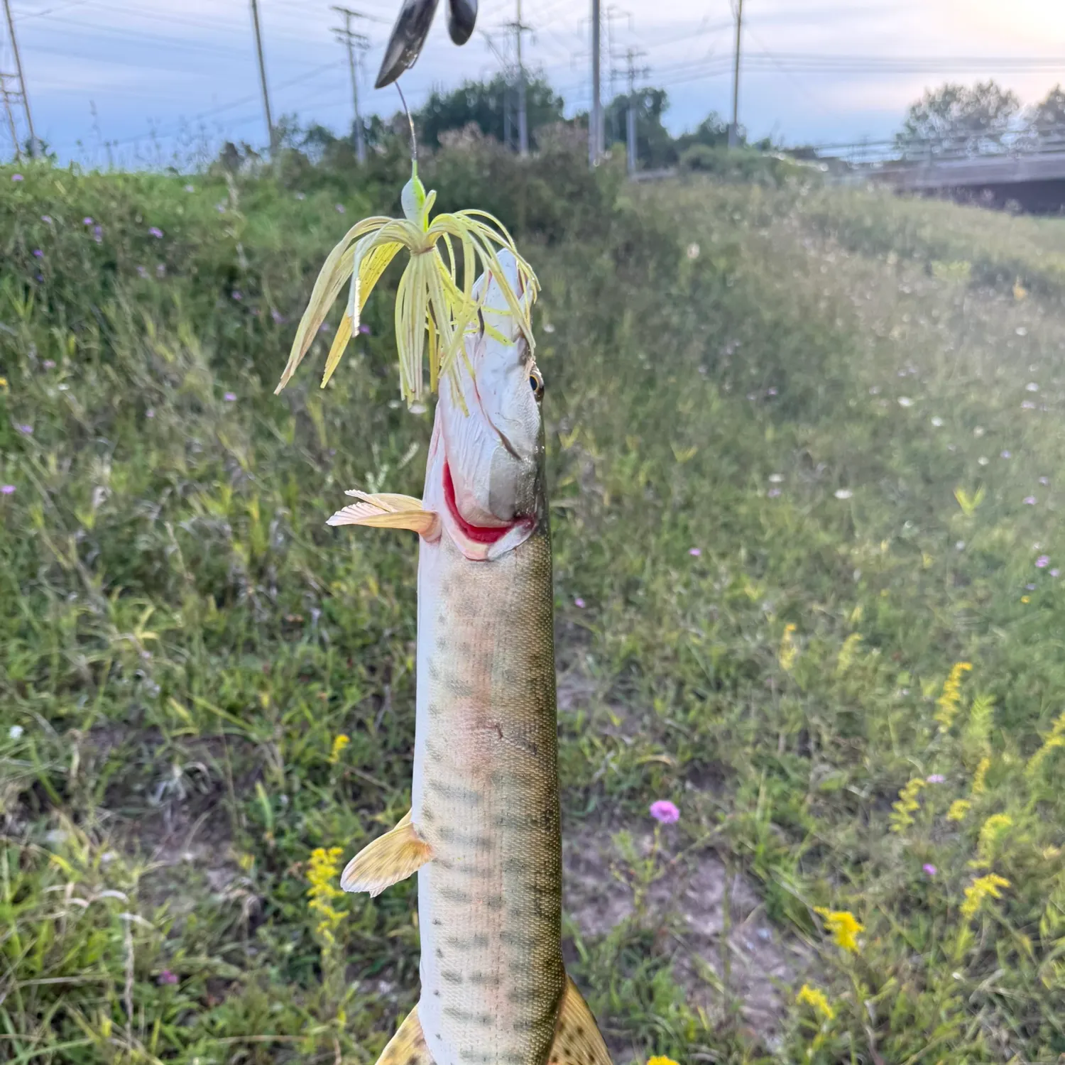 Muskie caught on Fishbrain