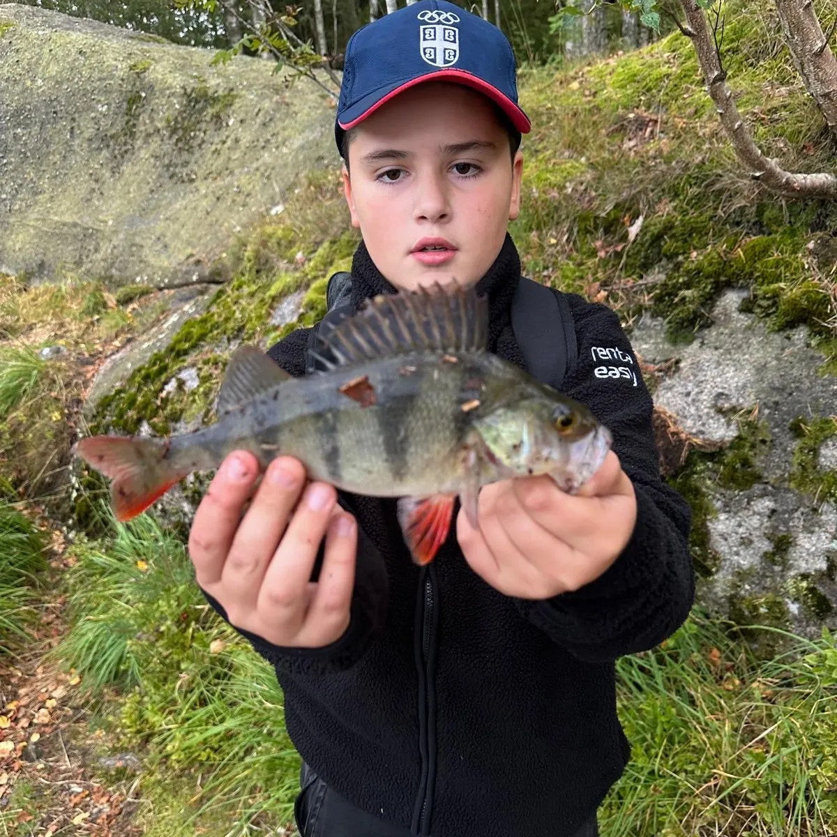 European perch caught on Fishbrain