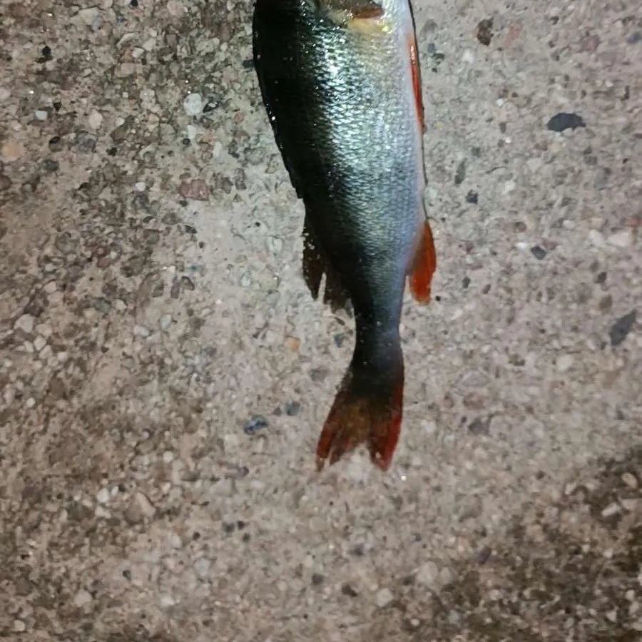 European perch caught on Fishbrain