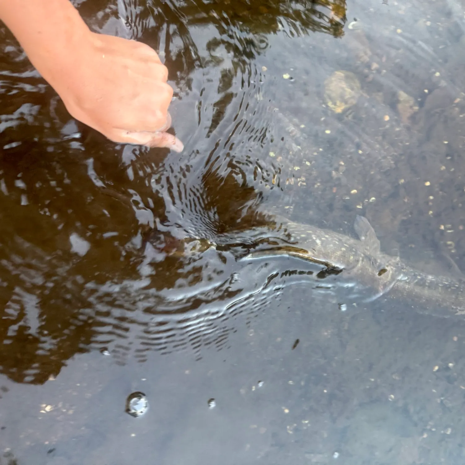 Northern pike caught on Fishbrain