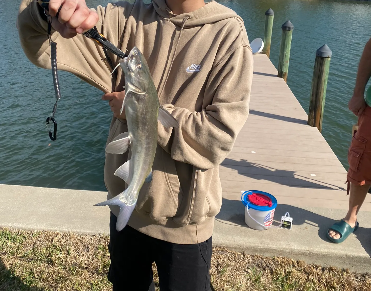 Hardhead sea catfish