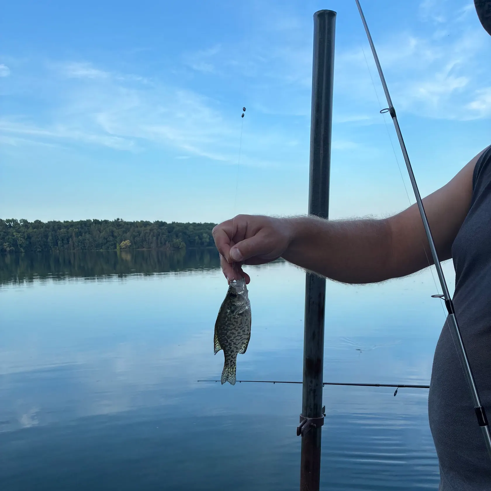 Black crappie caught on Fishbrain