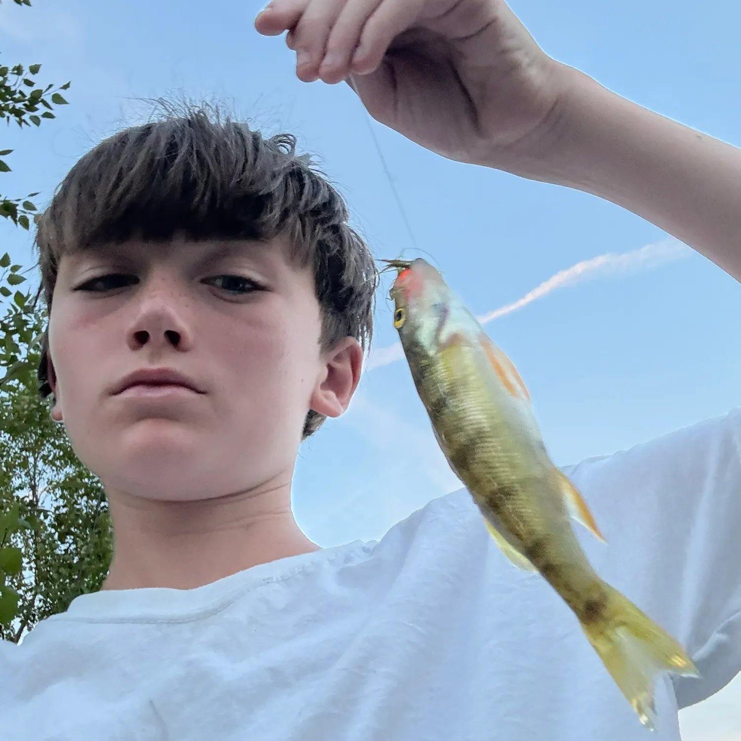 Yellow perch caught on Fishbrain