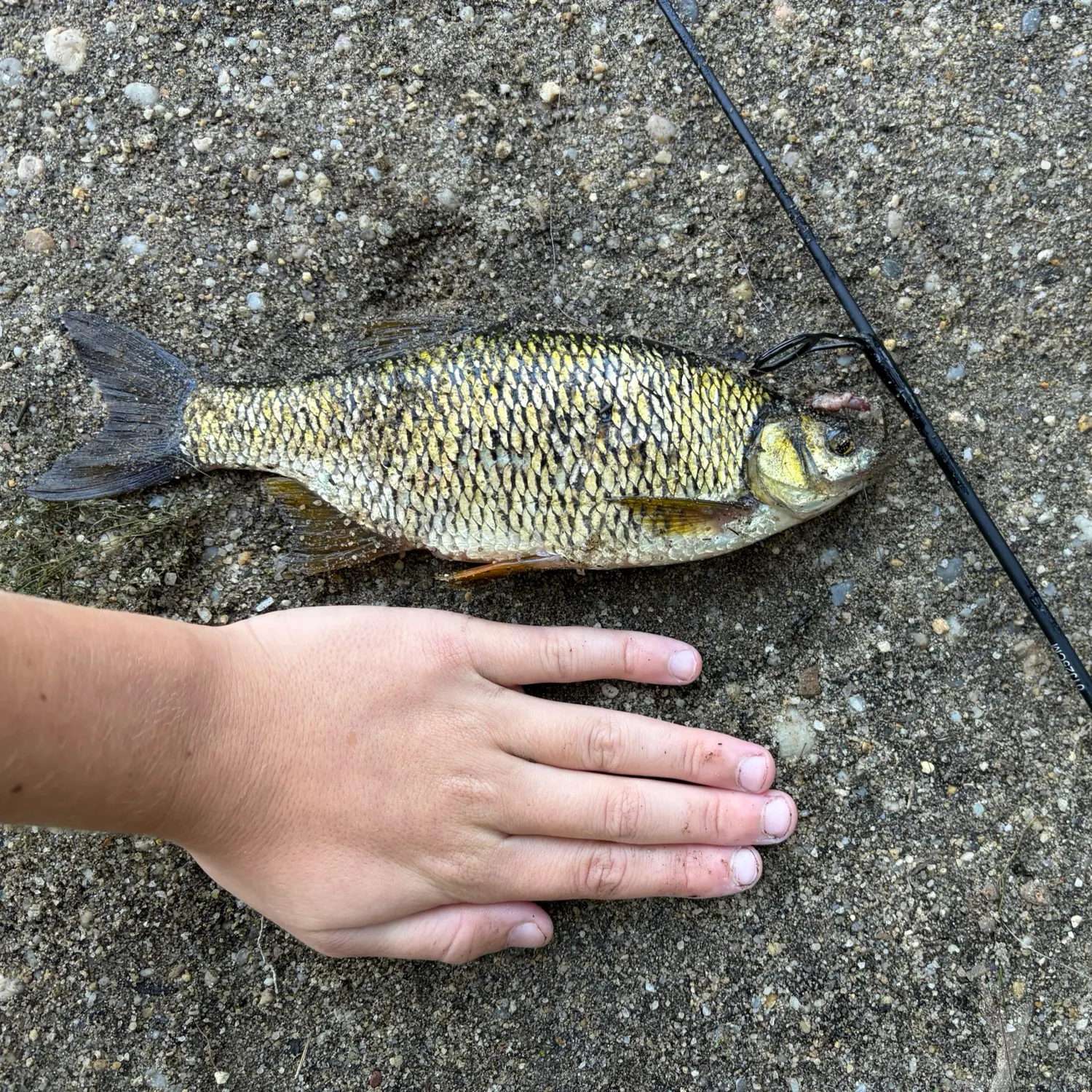 Golden shiner caught on Fishbrain