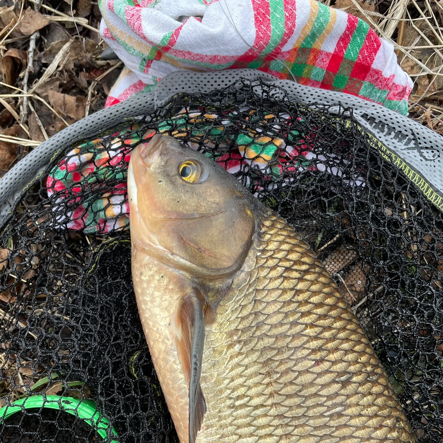 The most recent Ide catches on Fishbrain