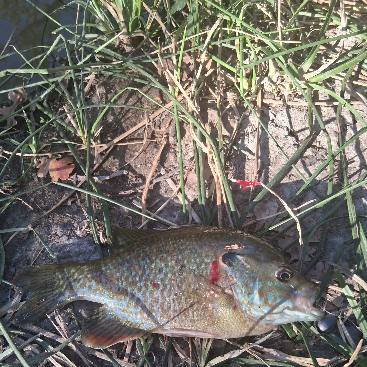 Greengill hybrid caught on Fishbrain