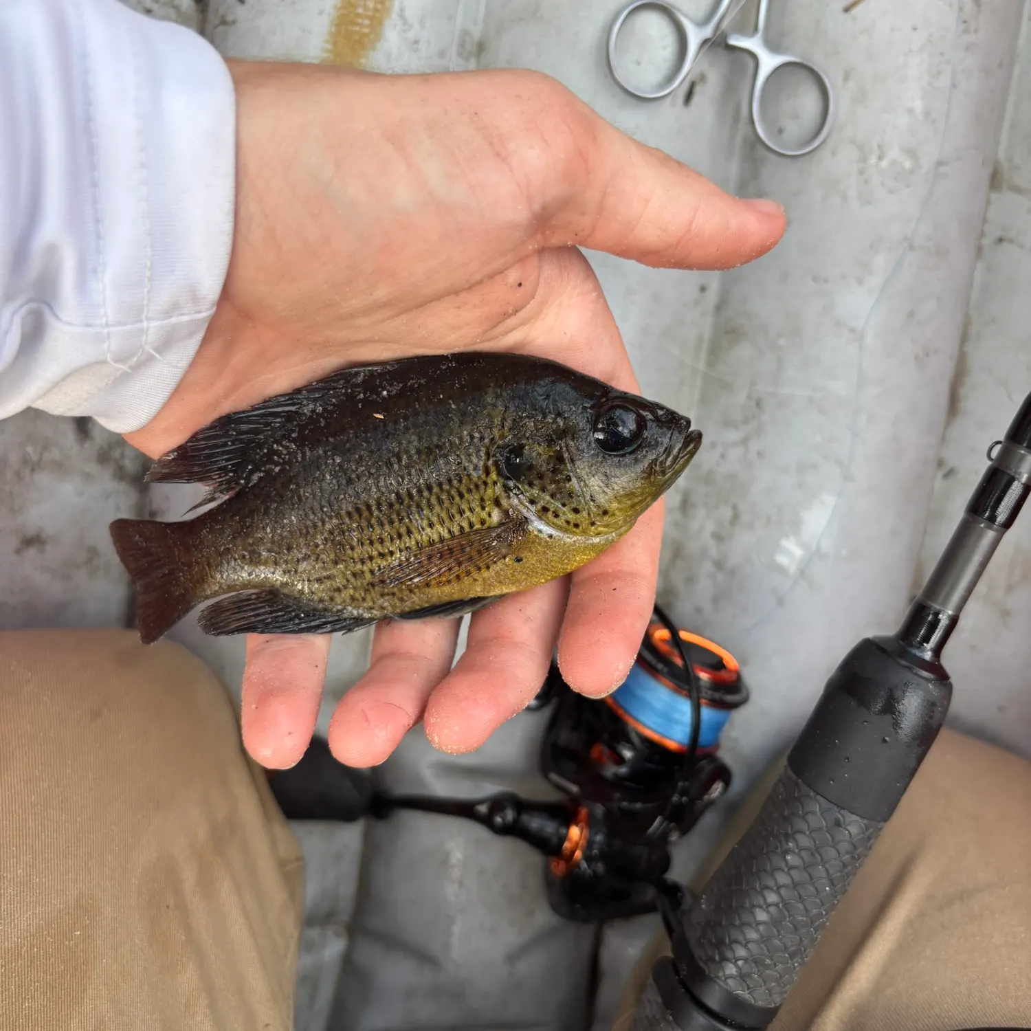 Bluegill caught on Fishbrain