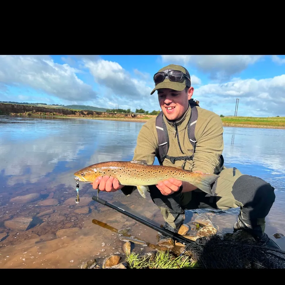 Sea trout caught on Fishbrain