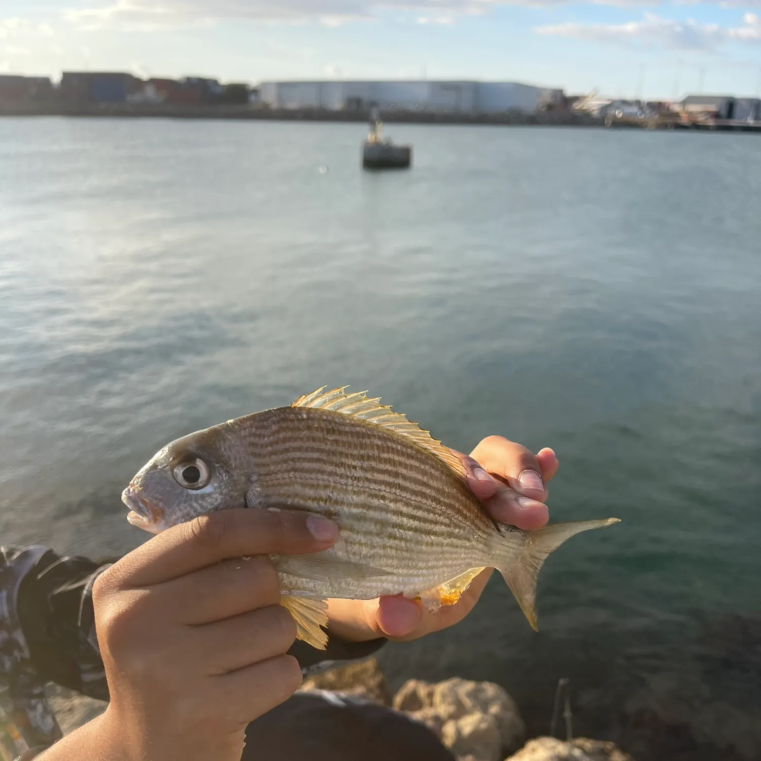 The most recent Goldlined seabream catches on Fishbrain