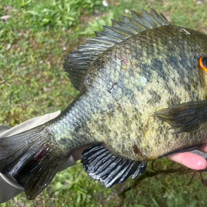 The most recent Redear sunfish catches on Fishbrain