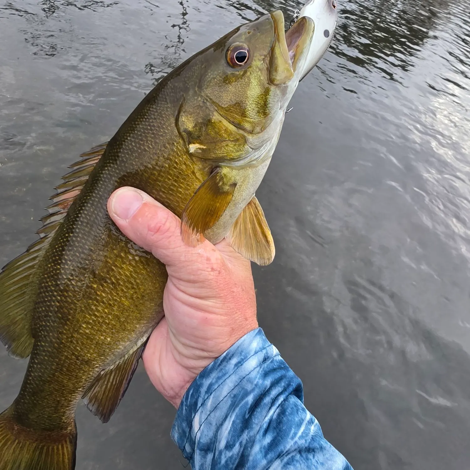 Smallmouth bass caught on Fishbrain