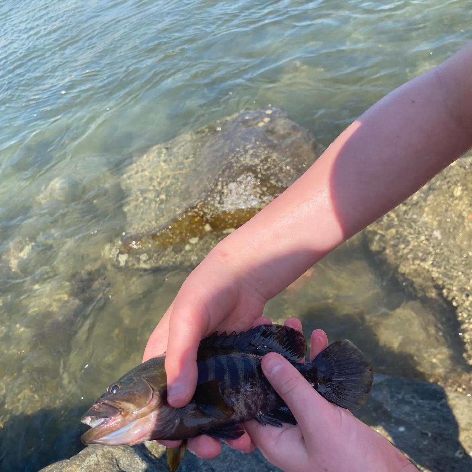The most recent Pacific graysby grouper catches on Fishbrain