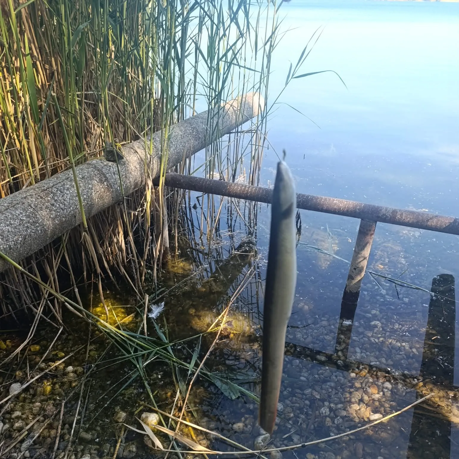 The most recent European eel catches on Fishbrain