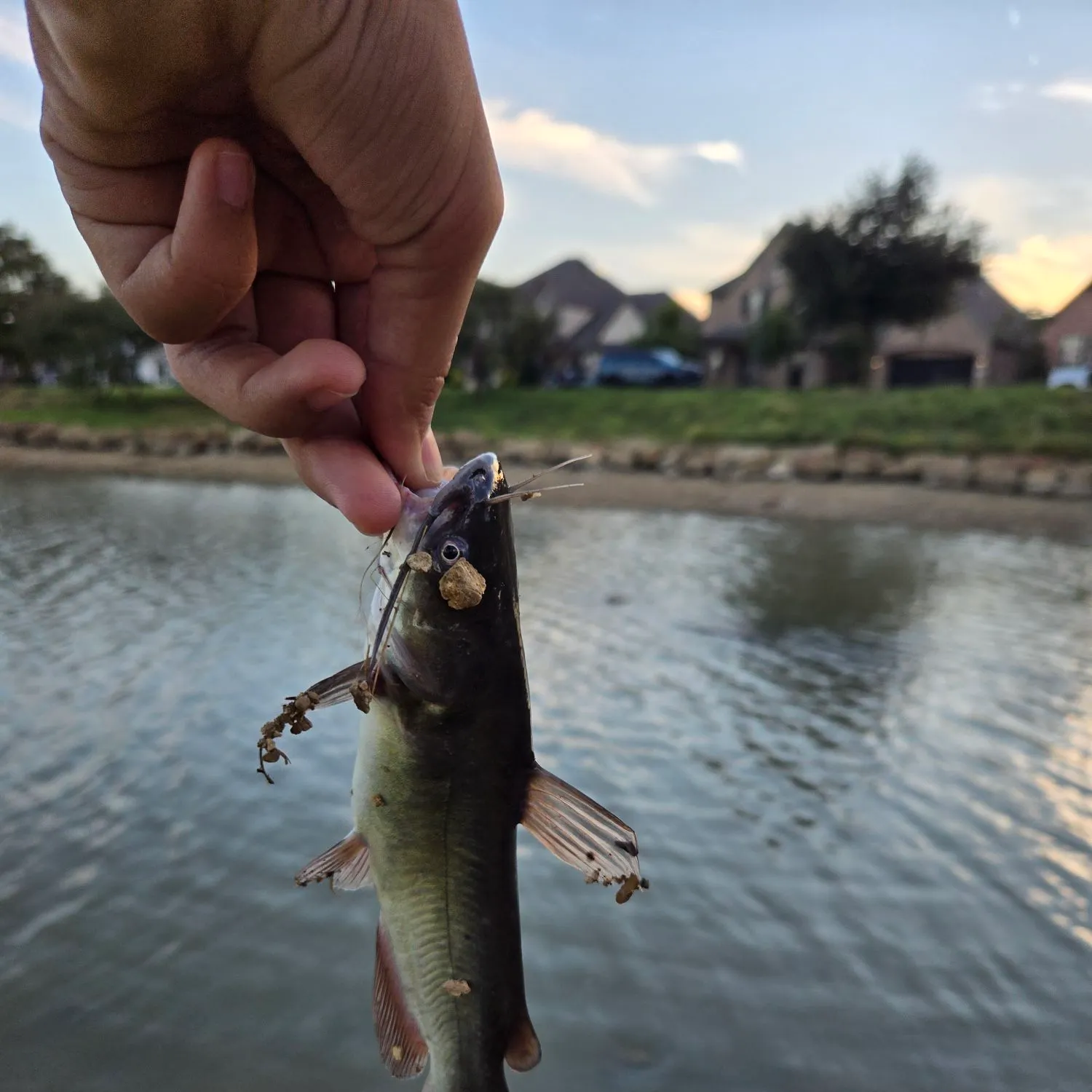 Black bullhead caught on Fishbrain