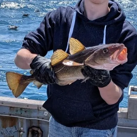 Atlantic cod caught on Fishbrain