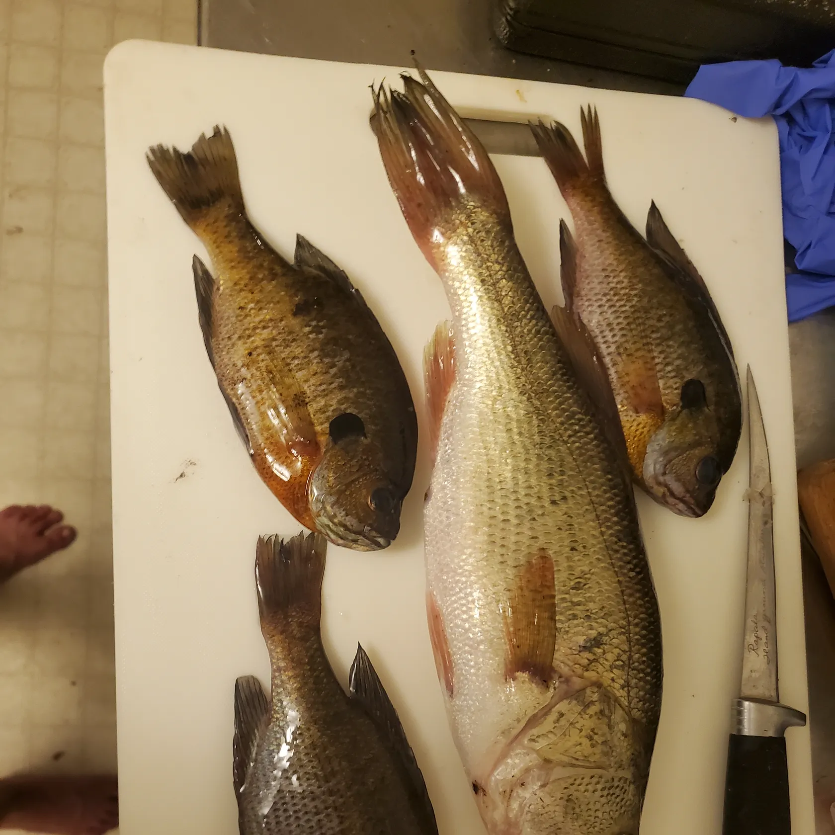 recently logged catches